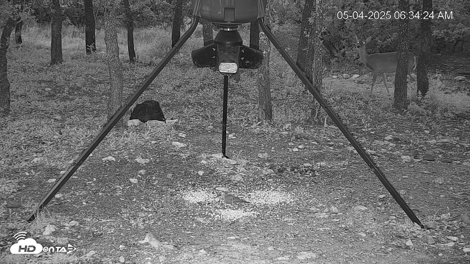 Snapshot of Texas Deer Feeder Live Webcam taken May 4, 2025, 6:35am CDT