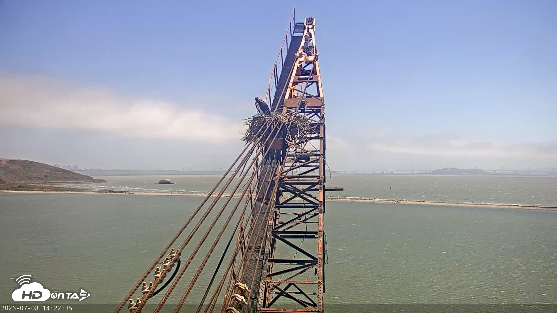 Snapshot of San Francisco Bay Osprey Nest Live Webcam taken Jul 8, 2026, 2:23pm PDT