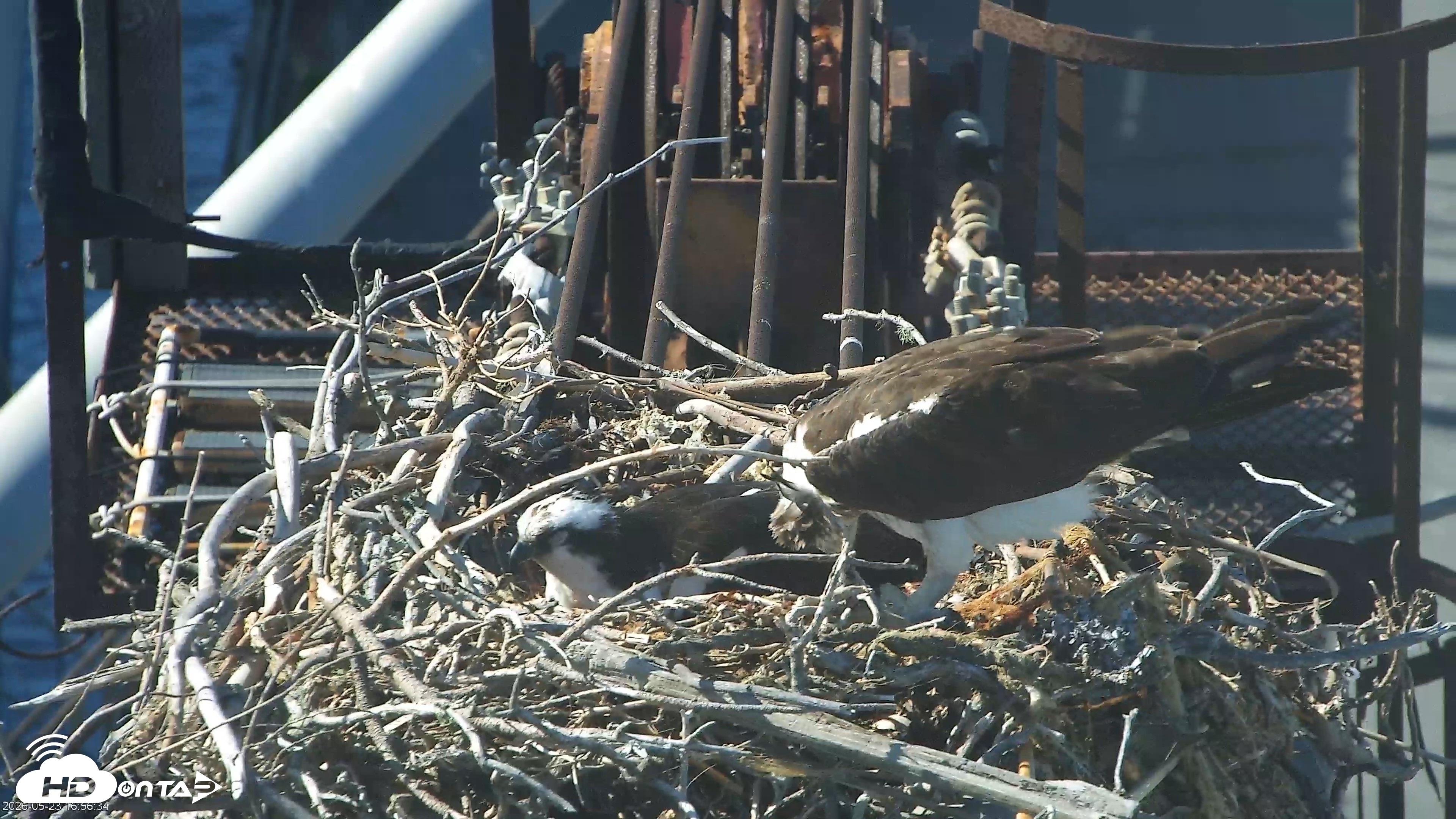 Snapshot of San Francisco Bay Osprey Nest Live Webcam taken May 23, 2026, 5:01pm PDT