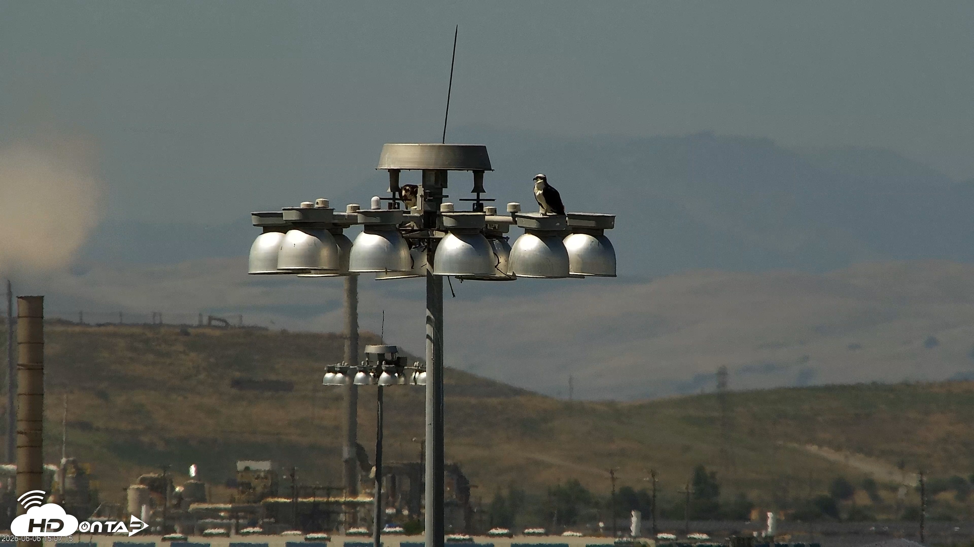 Snapshot of San Francisco Bay Osprey Nest Live Webcam taken Jun 6, 2026, 3:09pm PDT