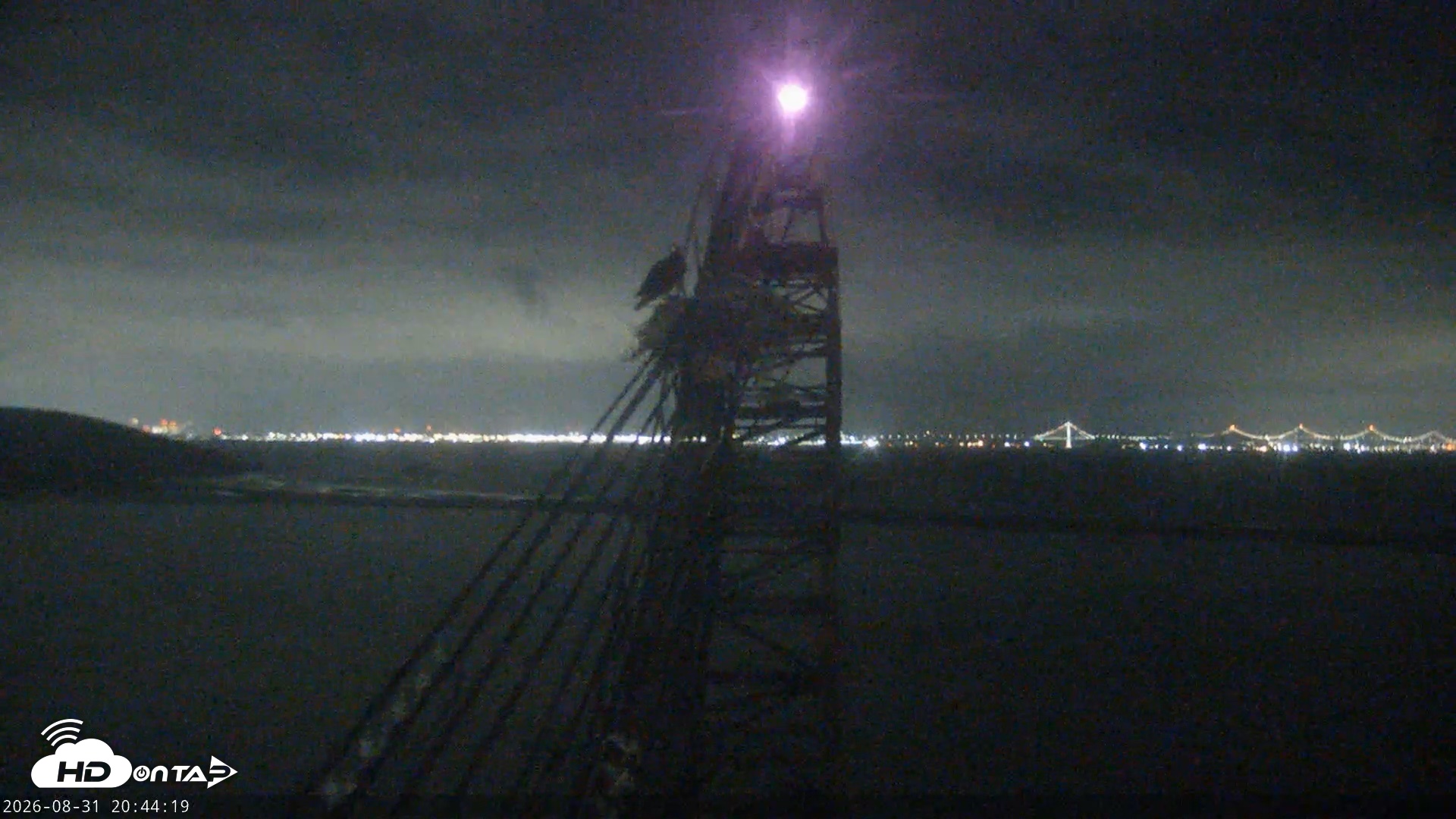 Snapshot of San Francisco Bay Osprey Nest Live Webcam taken Aug 31, 2026, 8:44pm PDT