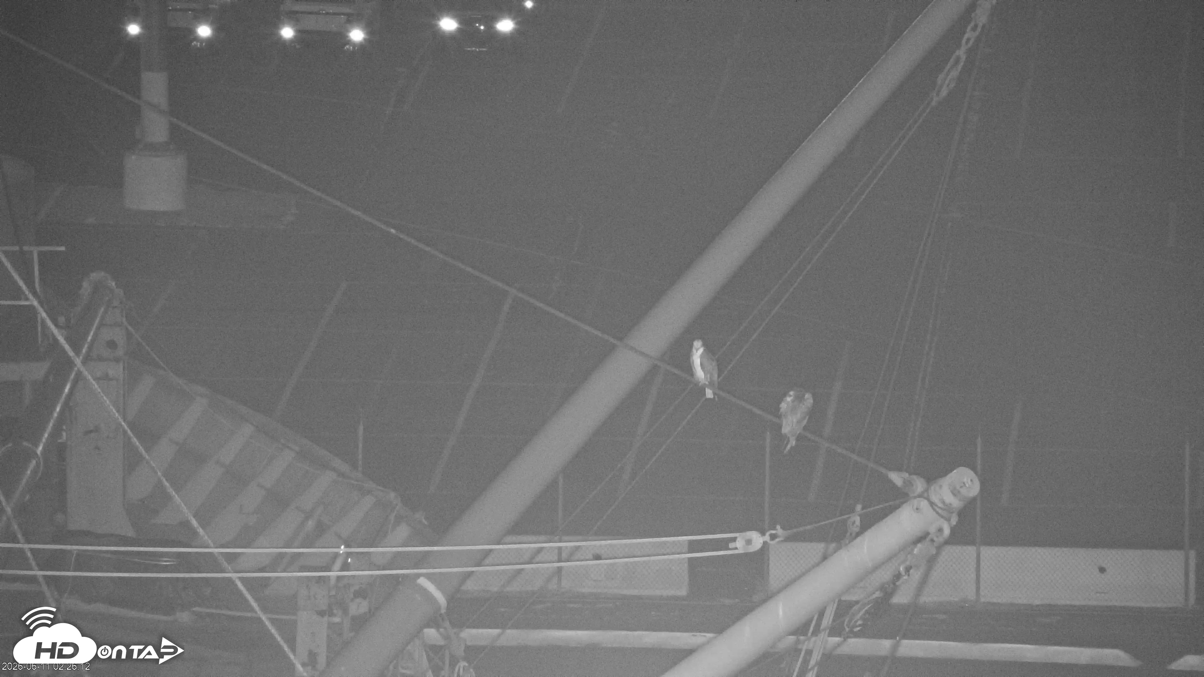 Snapshot of San Francisco Bay Osprey Nest Live Webcam taken Jun 11, 2026, 2:28am PDT