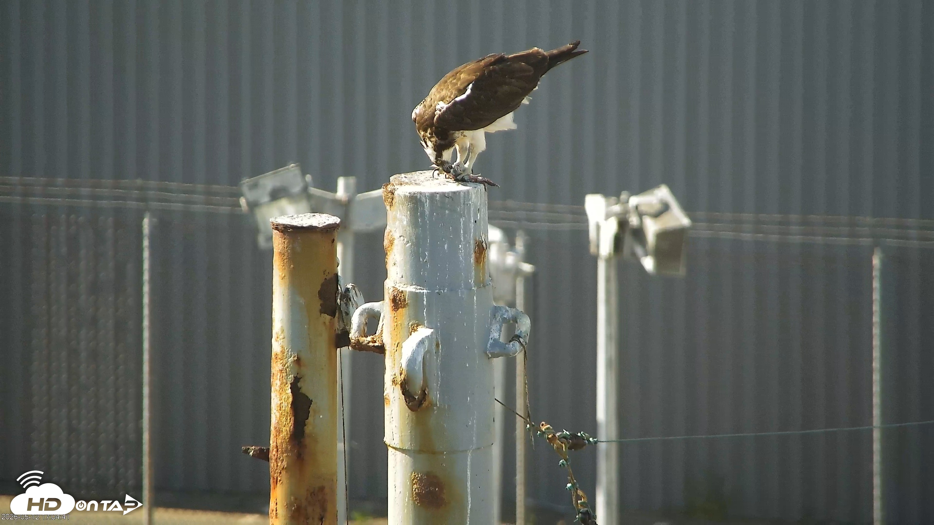 Snapshot of San Francisco Bay Osprey Nest Live Webcam taken May 12, 2026, 5:05pm PDT