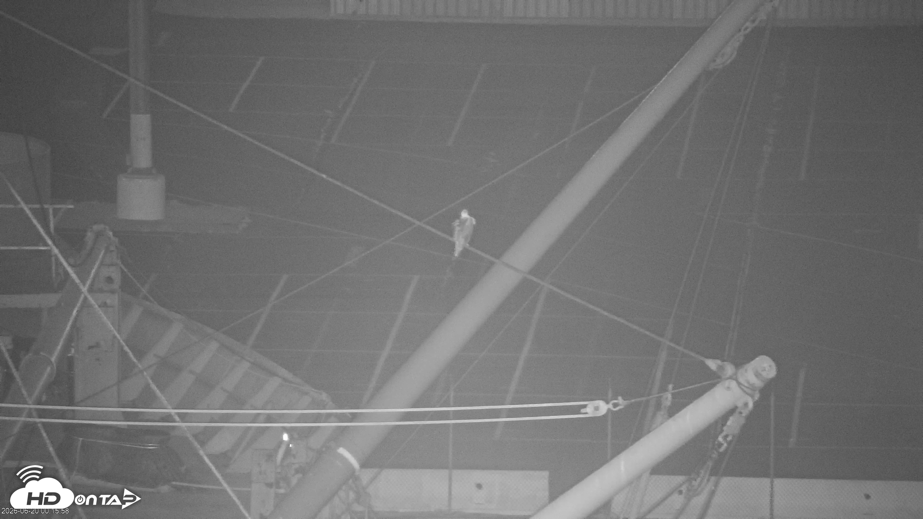 Snapshot of San Francisco Bay Osprey Nest Live Webcam taken Jun 20, 2026, 12:21am PDT