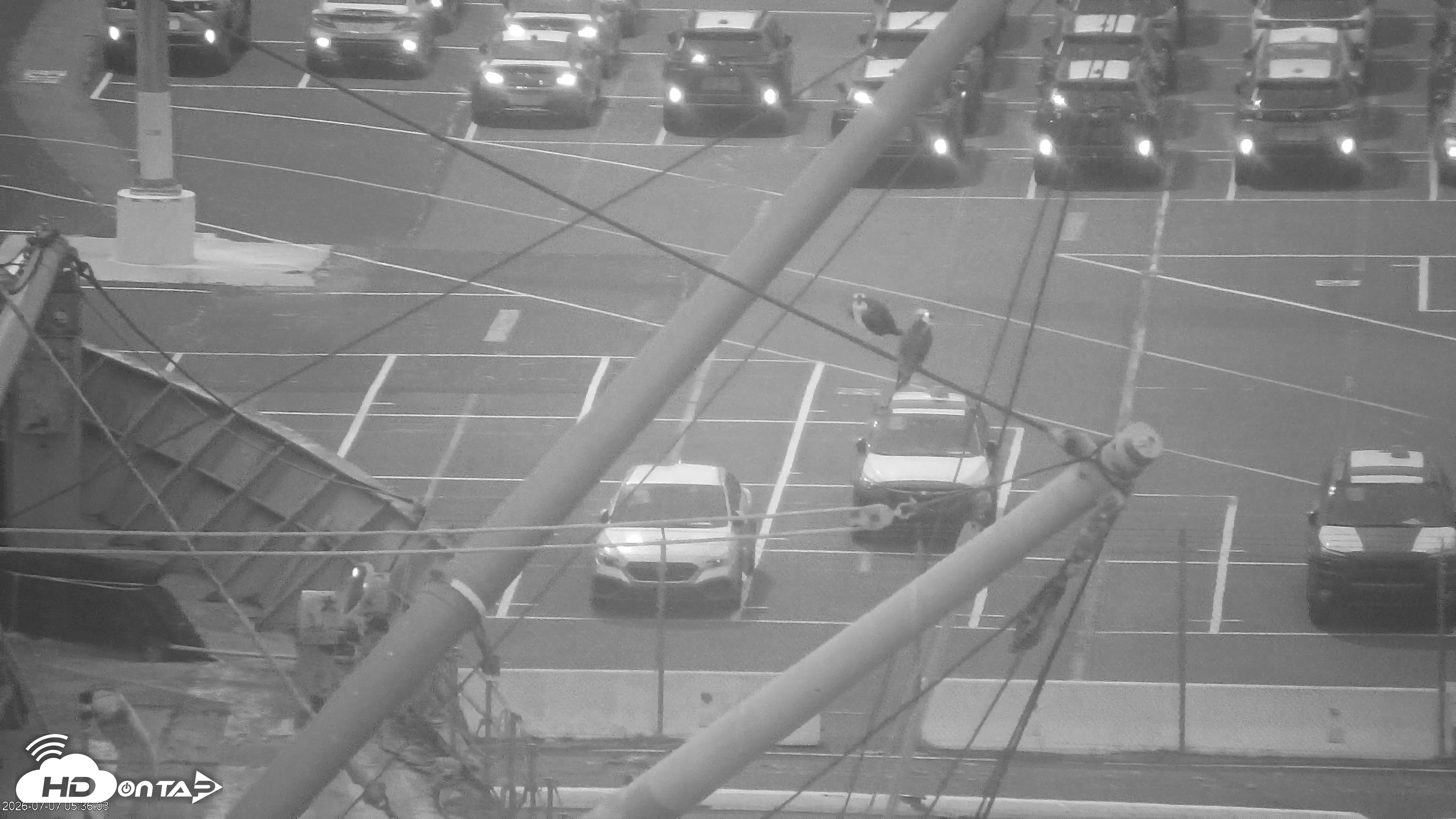 Snapshot of San Francisco Bay Osprey Nest Live Webcam taken Jul 7, 2026, 5:36am PDT