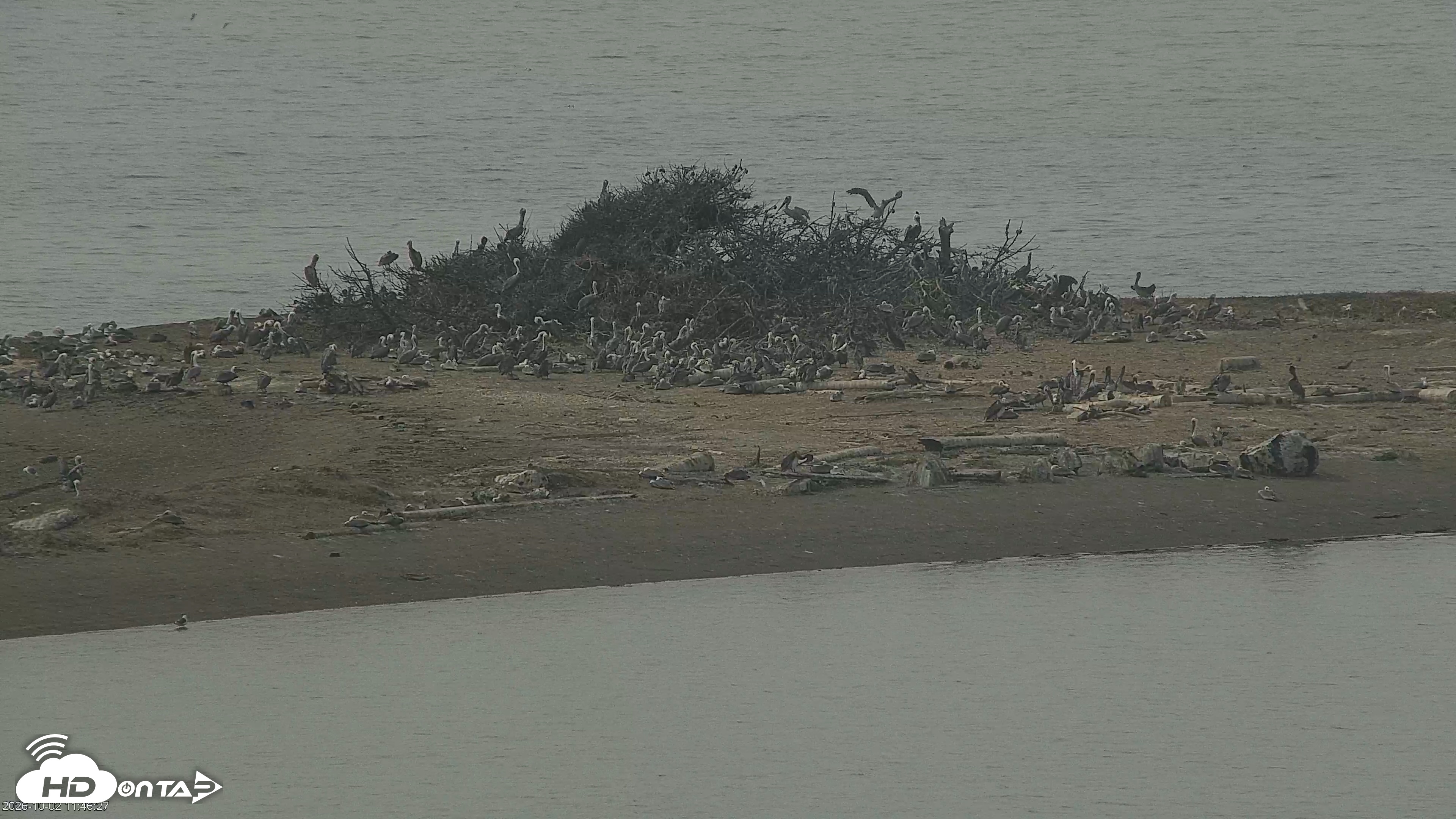 Snapshot of San Francisco Bay Osprey Nest Live Webcam taken Oct 2, 2026, 11:47am PDT