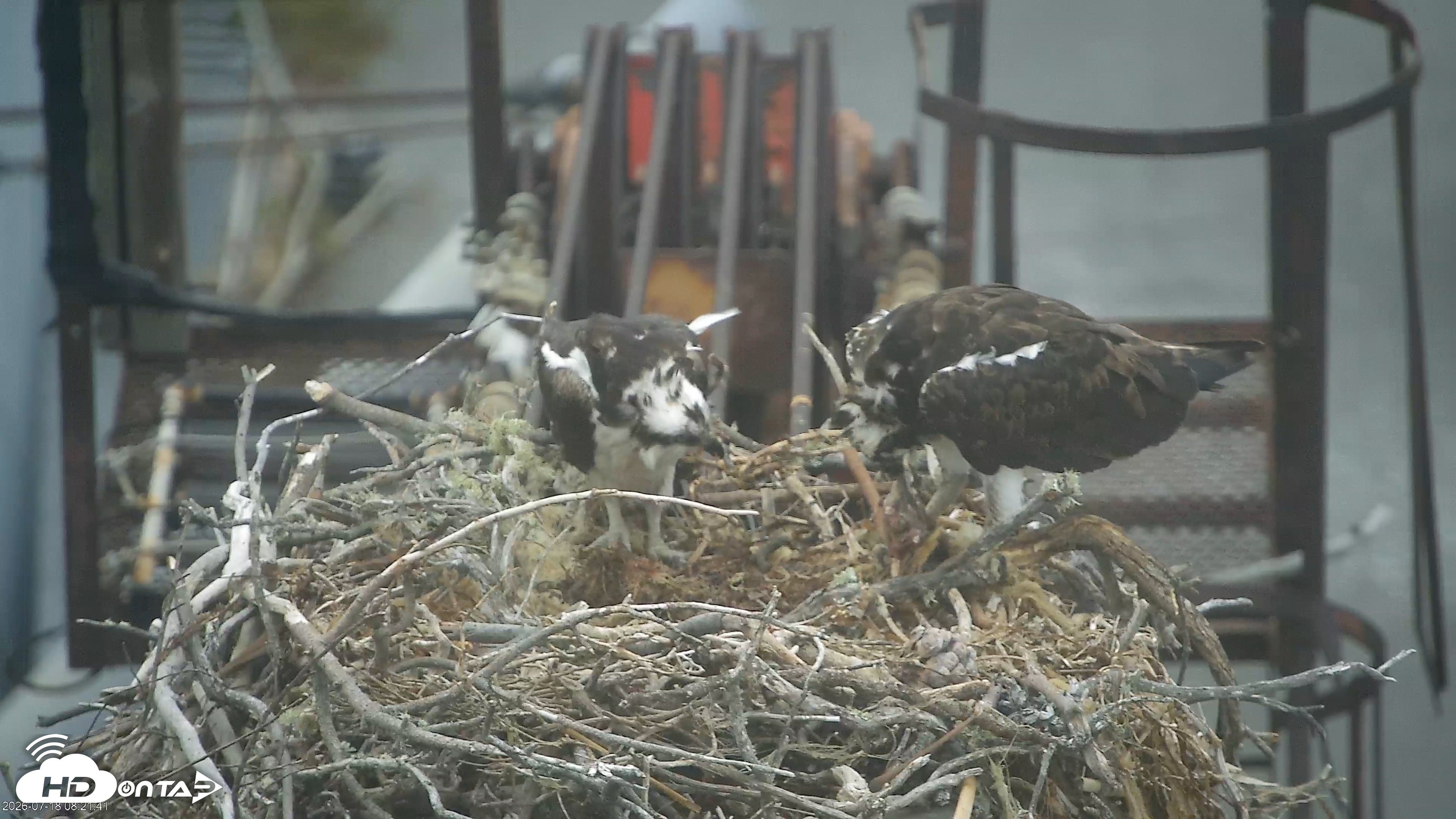 Snapshot of San Francisco Bay Osprey Nest Live Webcam taken Jul 18, 2026, 8:22am PDT
