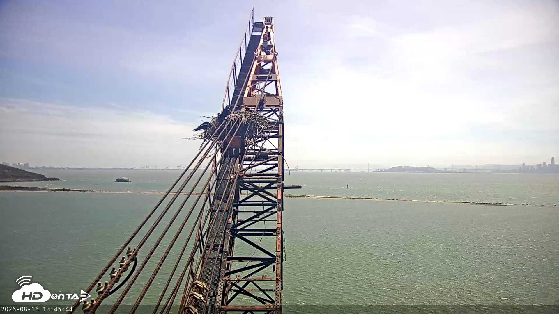 Snapshot of San Francisco Bay Osprey Nest Live Webcam taken Aug 16, 2026, 1:47pm PDT
