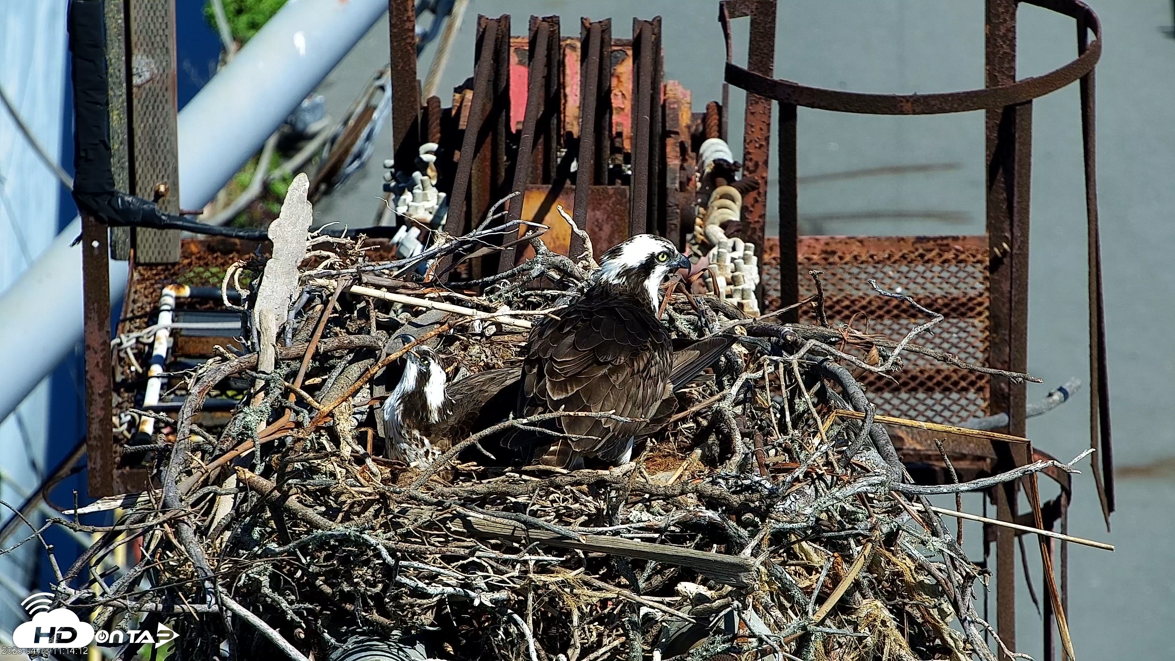 Snapshot of San Francisco Bay Osprey Nest Live Webcam taken Apr 13, 2026, 11:18am PDT