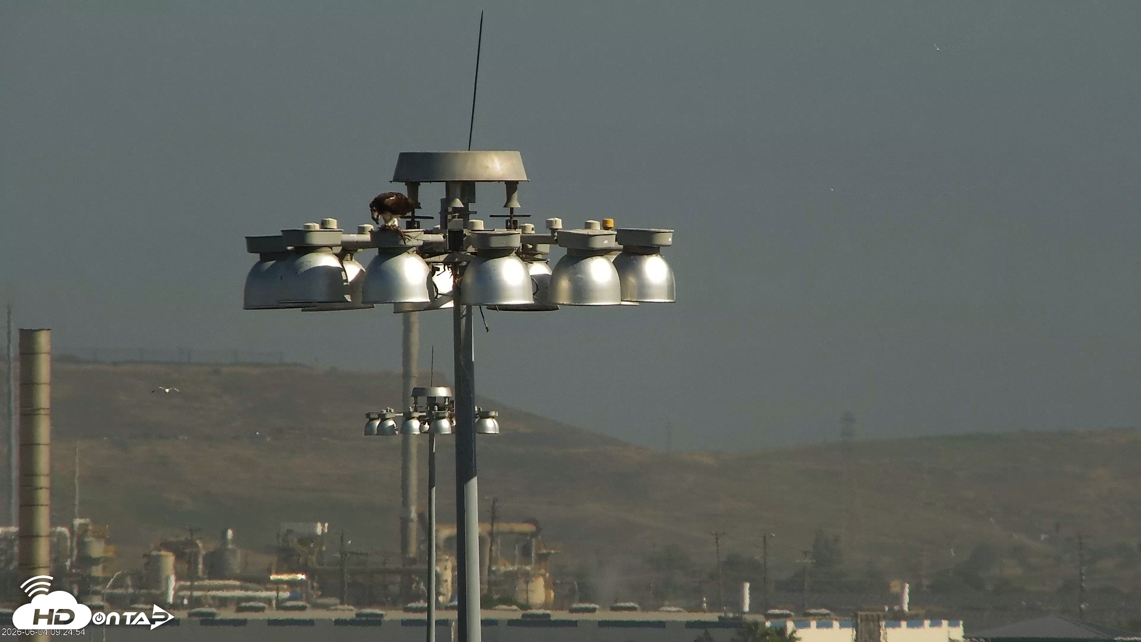 Snapshot of San Francisco Bay Osprey Nest Live Webcam taken Jun 4, 2026, 9:26am PDT