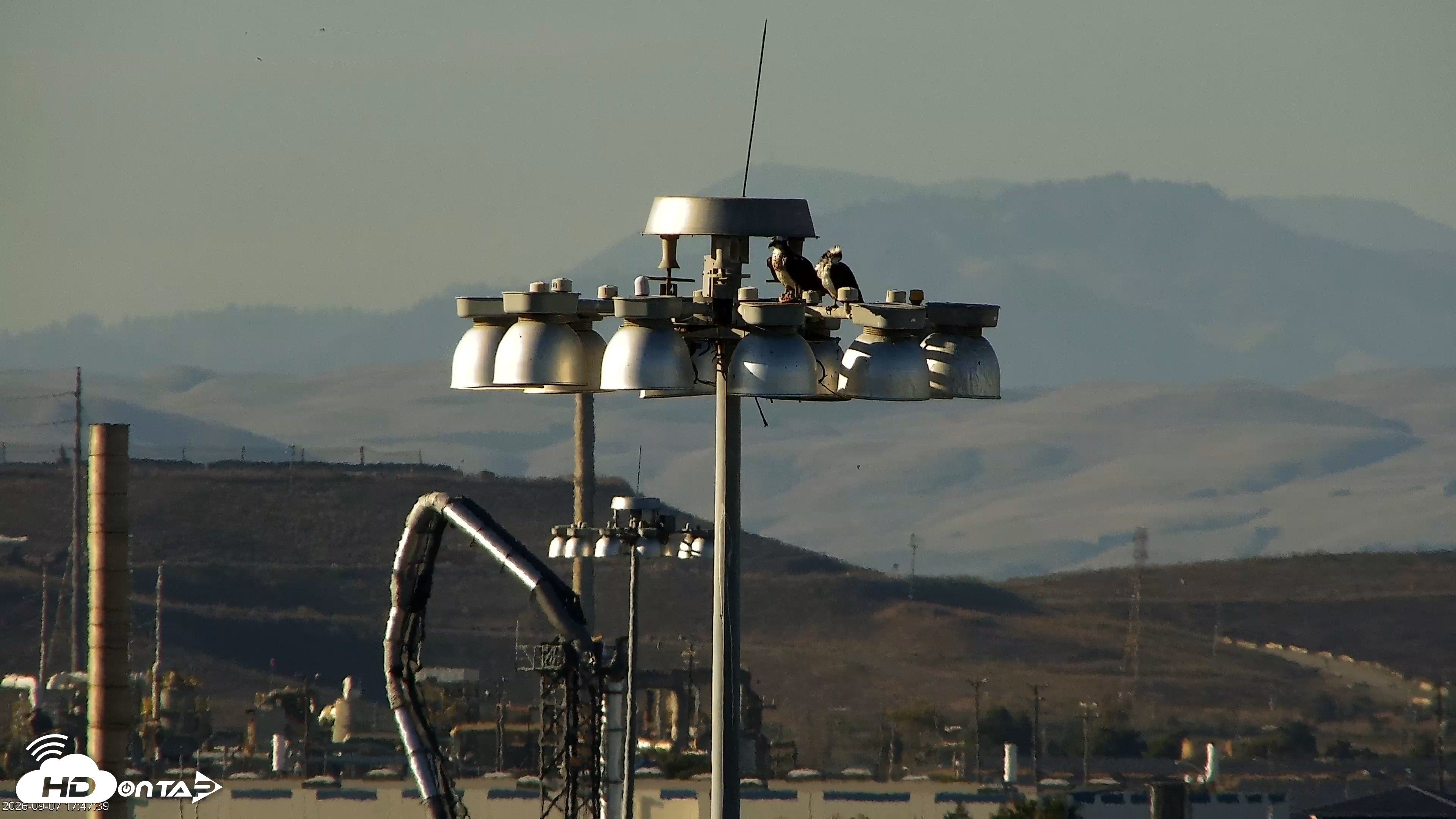 Snapshot of San Francisco Bay Osprey Nest Live Webcam taken Sep 7, 2026, 5:48pm PDT
