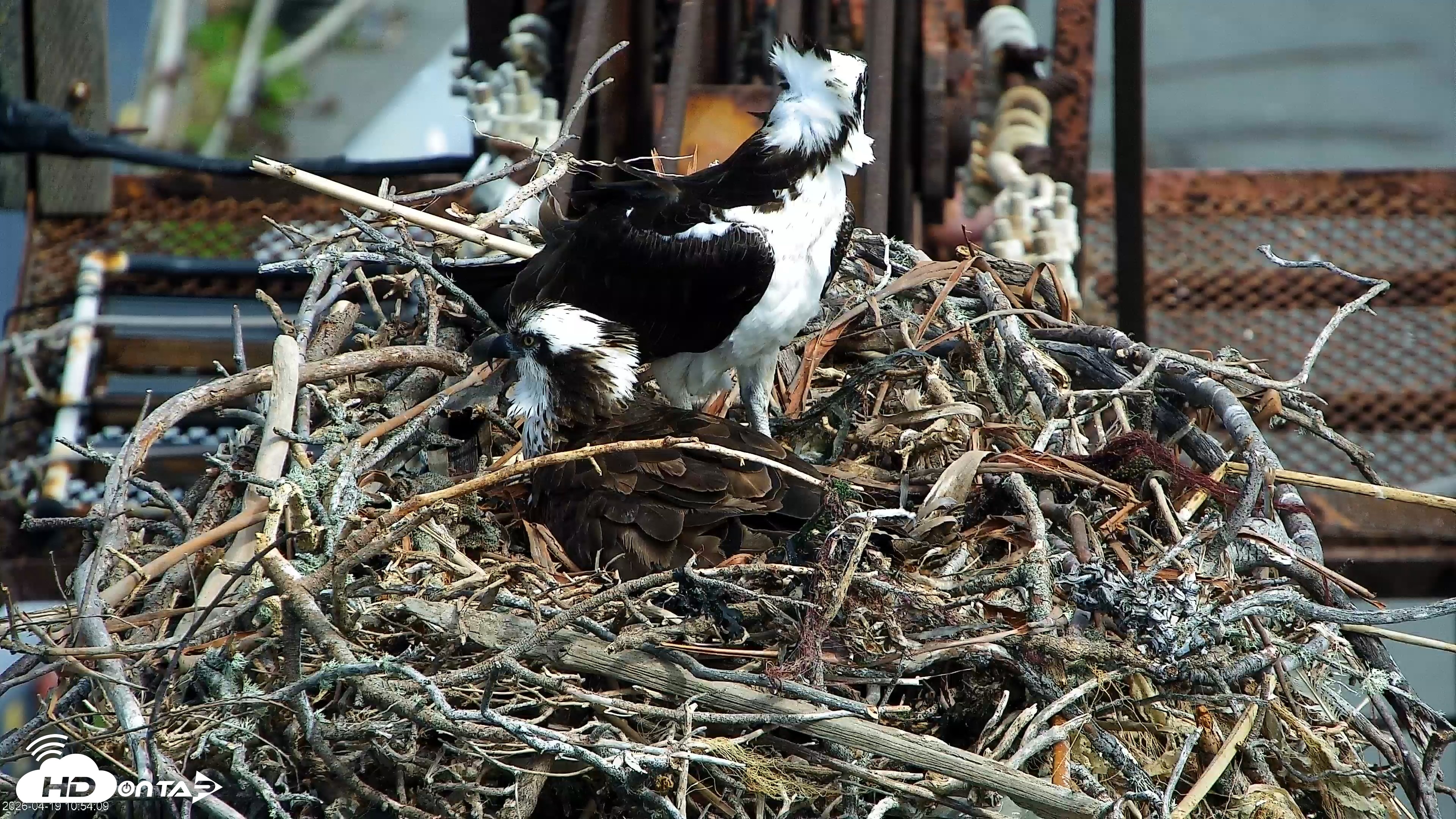 Snapshot of San Francisco Bay Osprey Nest Live Webcam taken Apr 19, 2026, 10:55am PDT