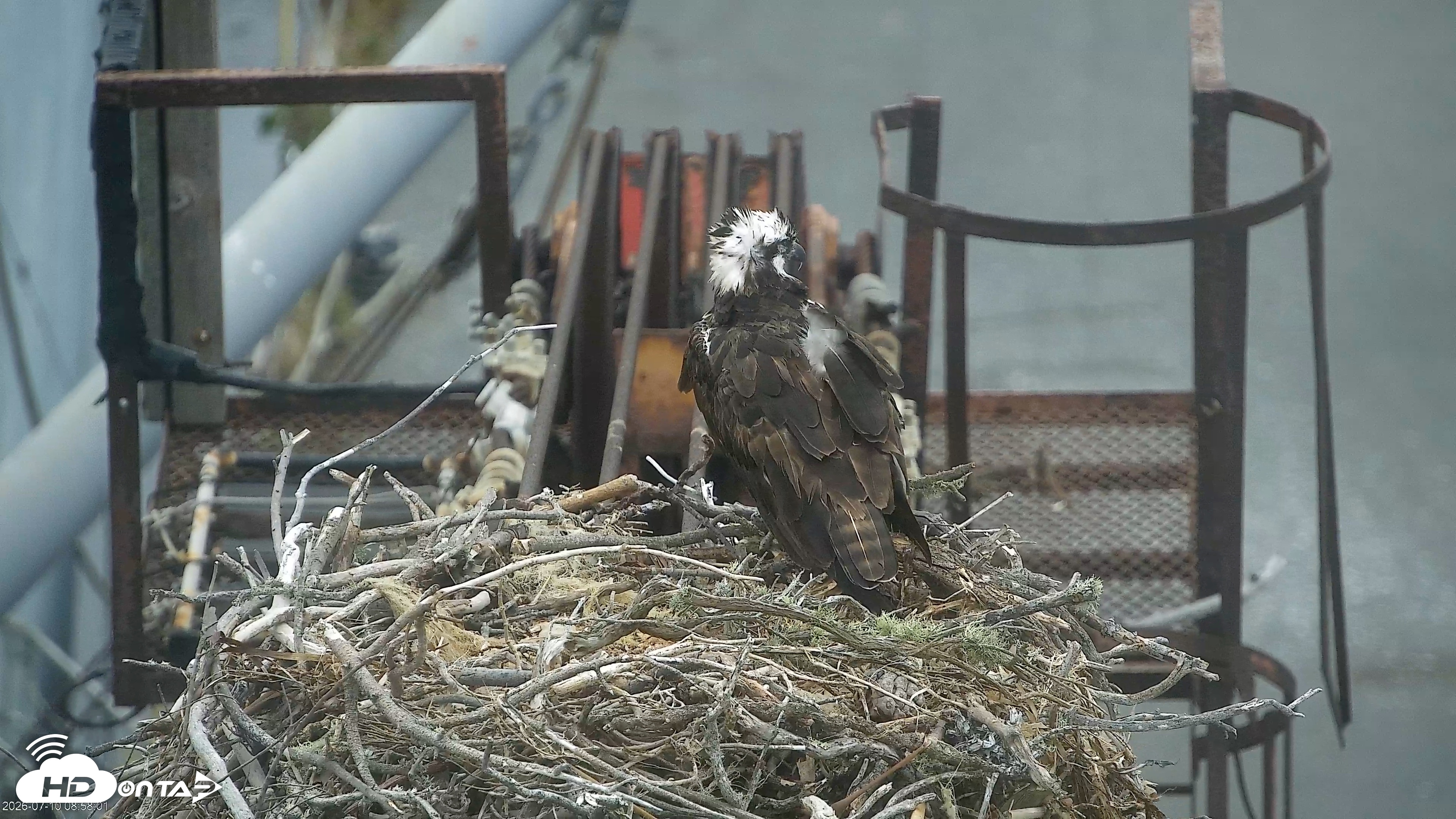 Snapshot of San Francisco Bay Osprey Nest Live Webcam taken Jul 10, 2026, 8:58am PDT