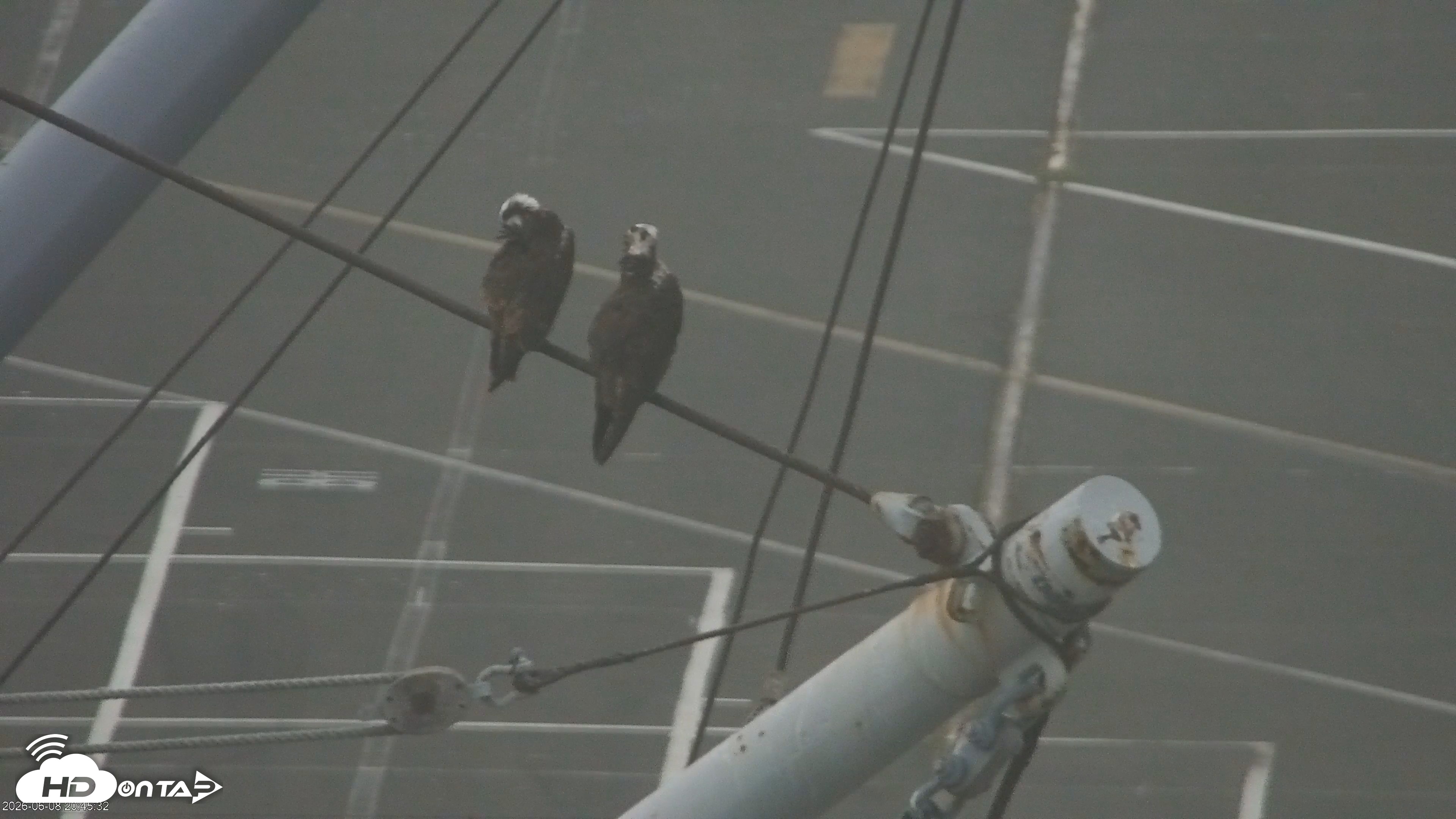 Snapshot of San Francisco Bay Osprey Nest Live Webcam taken Jun 8, 2026, 8:49pm PDT