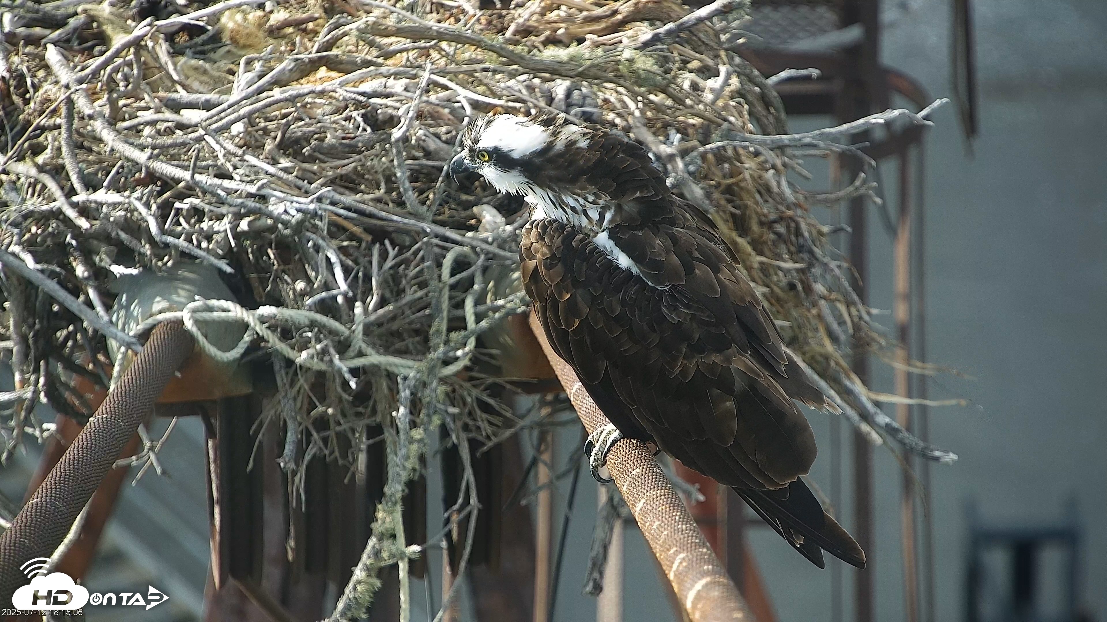 Snapshot of San Francisco Bay Osprey Nest Live Webcam taken Jul 12, 2026, 6:15pm PDT