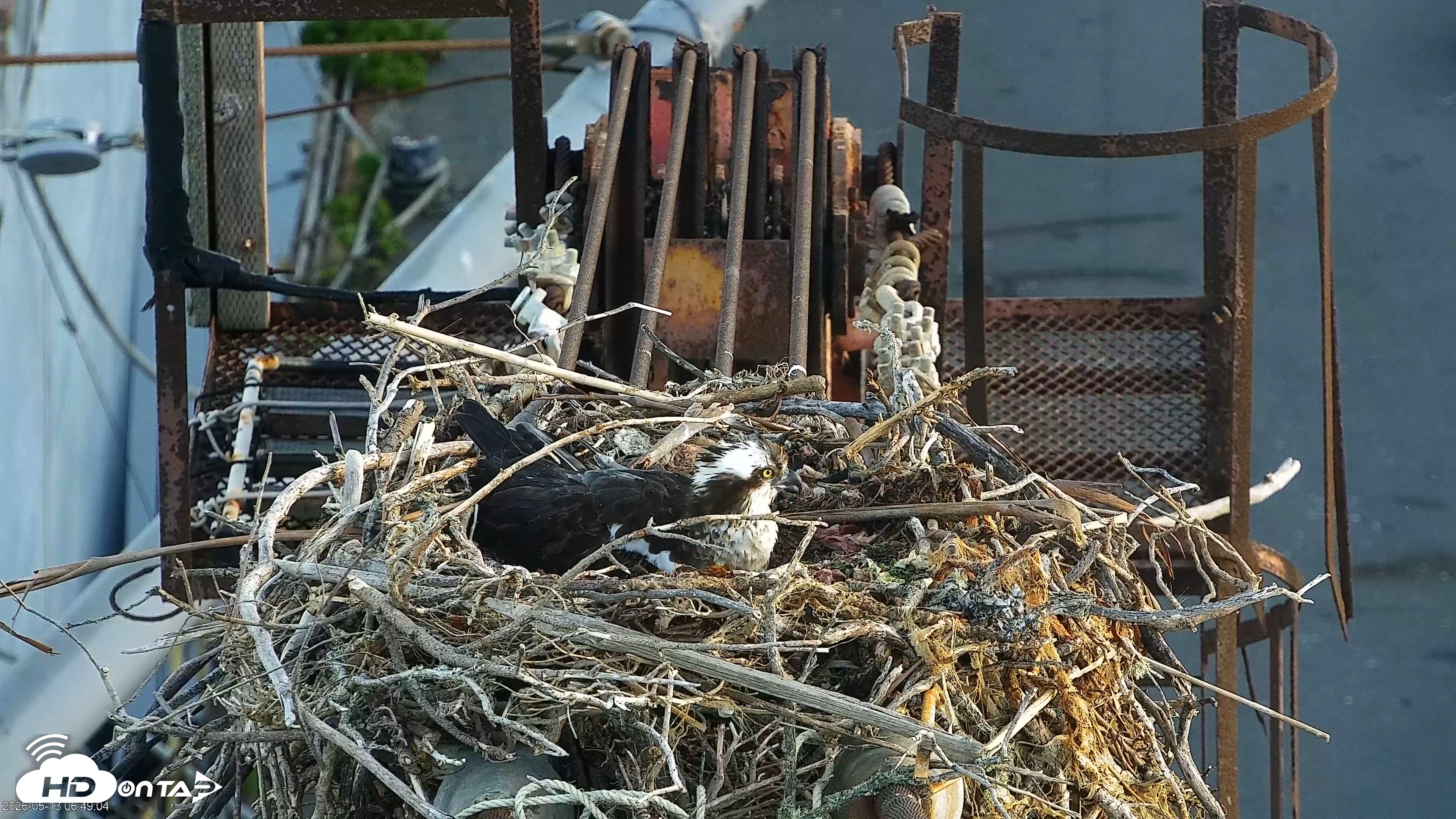 Snapshot of San Francisco Bay Osprey Nest Live Webcam taken May 13, 2026, 6:49am PDT