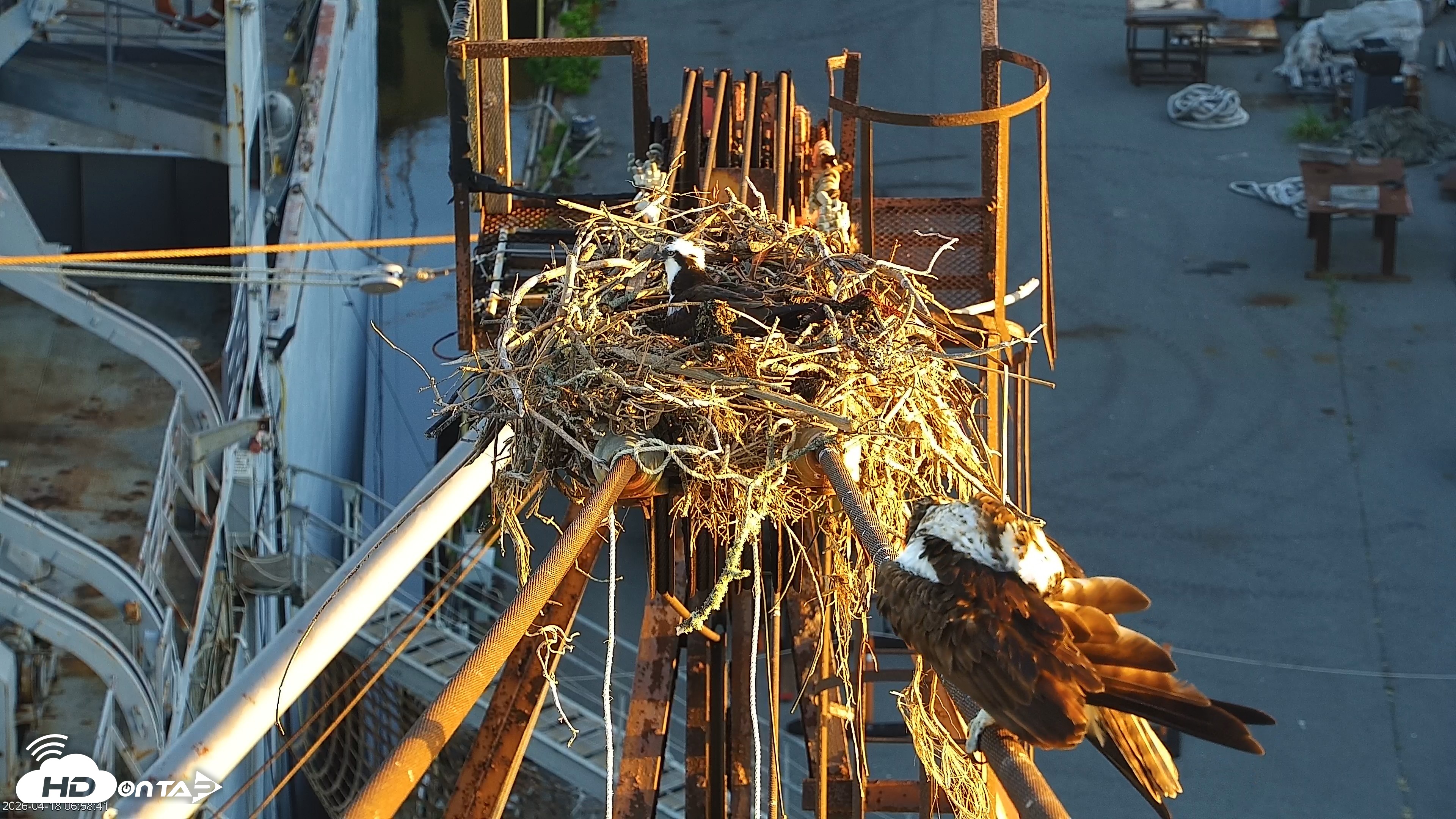 Snapshot of San Francisco Bay Osprey Nest Live Webcam taken Apr 18, 2026, 7:00am PDT