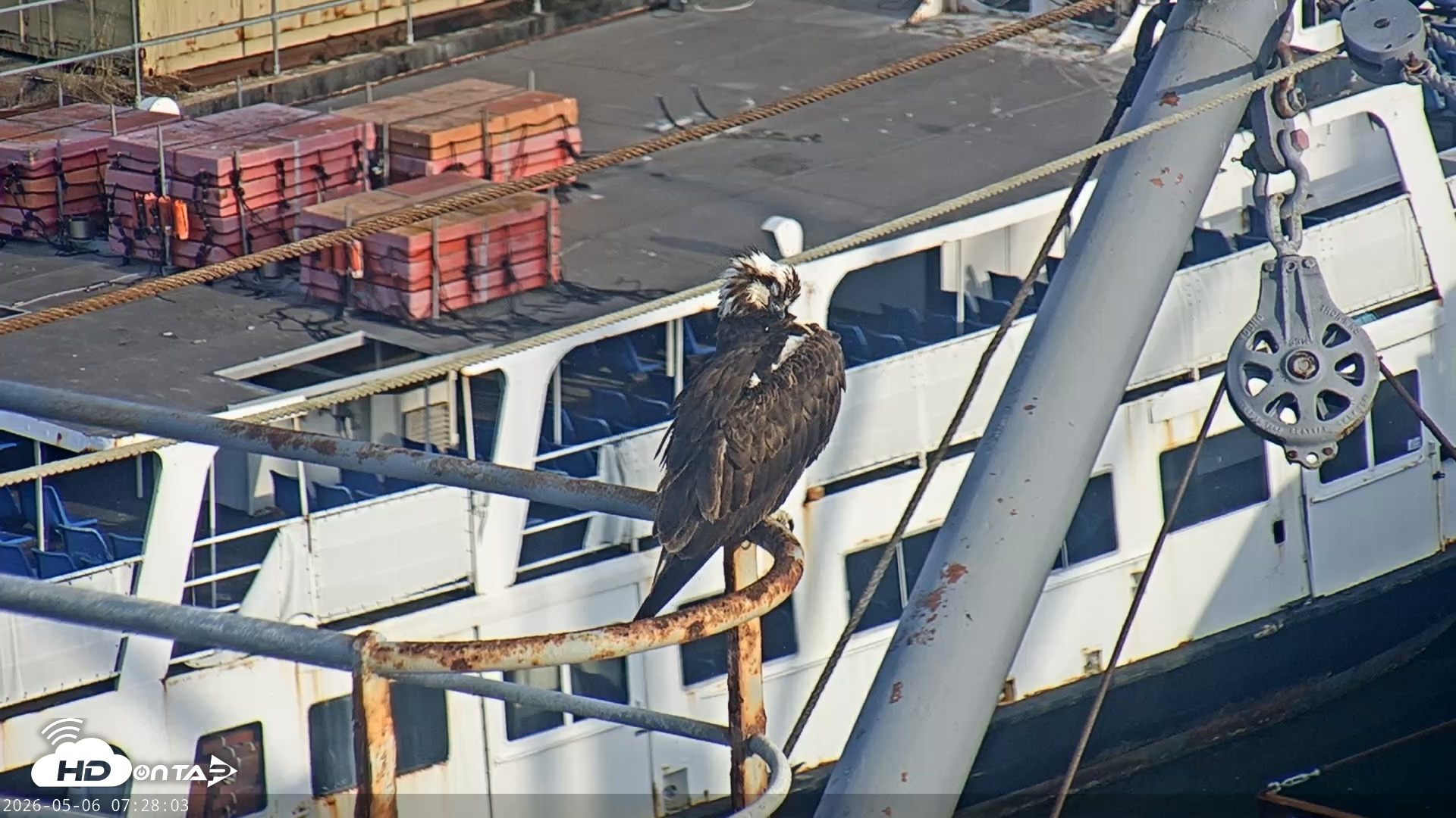 Snapshot of San Francisco Bay Osprey Nest Live Webcam taken May 6, 2026, 7:28am PDT