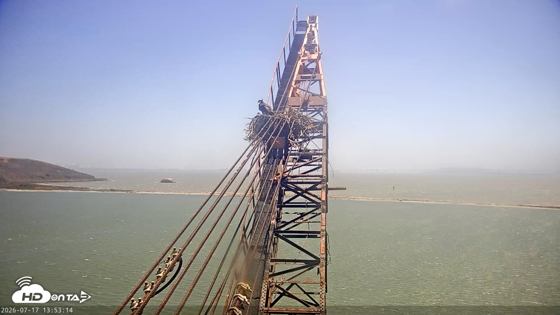 Snapshot of San Francisco Bay Osprey Nest Live Webcam taken Jul 17, 2026, 1:54pm PDT