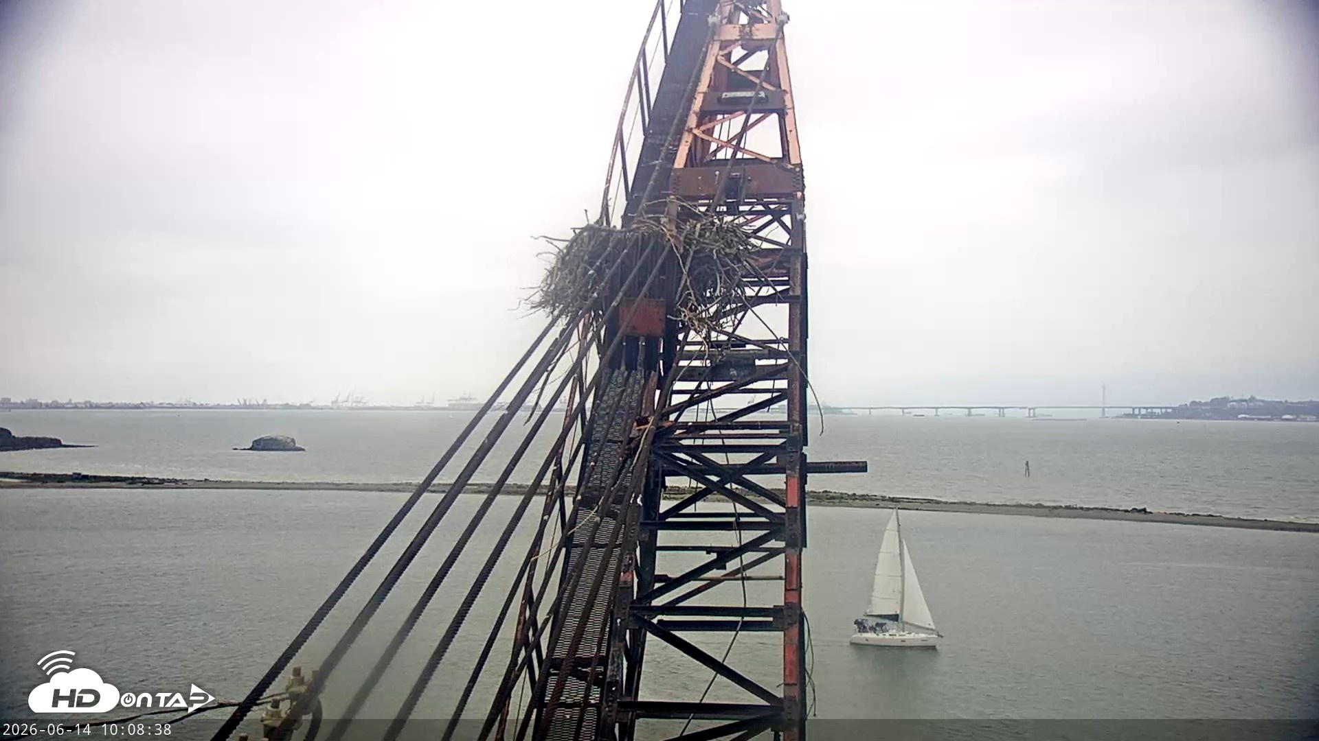 Snapshot of San Francisco Bay Osprey Nest Live Webcam taken Jun 14, 2026, 10:11am PDT