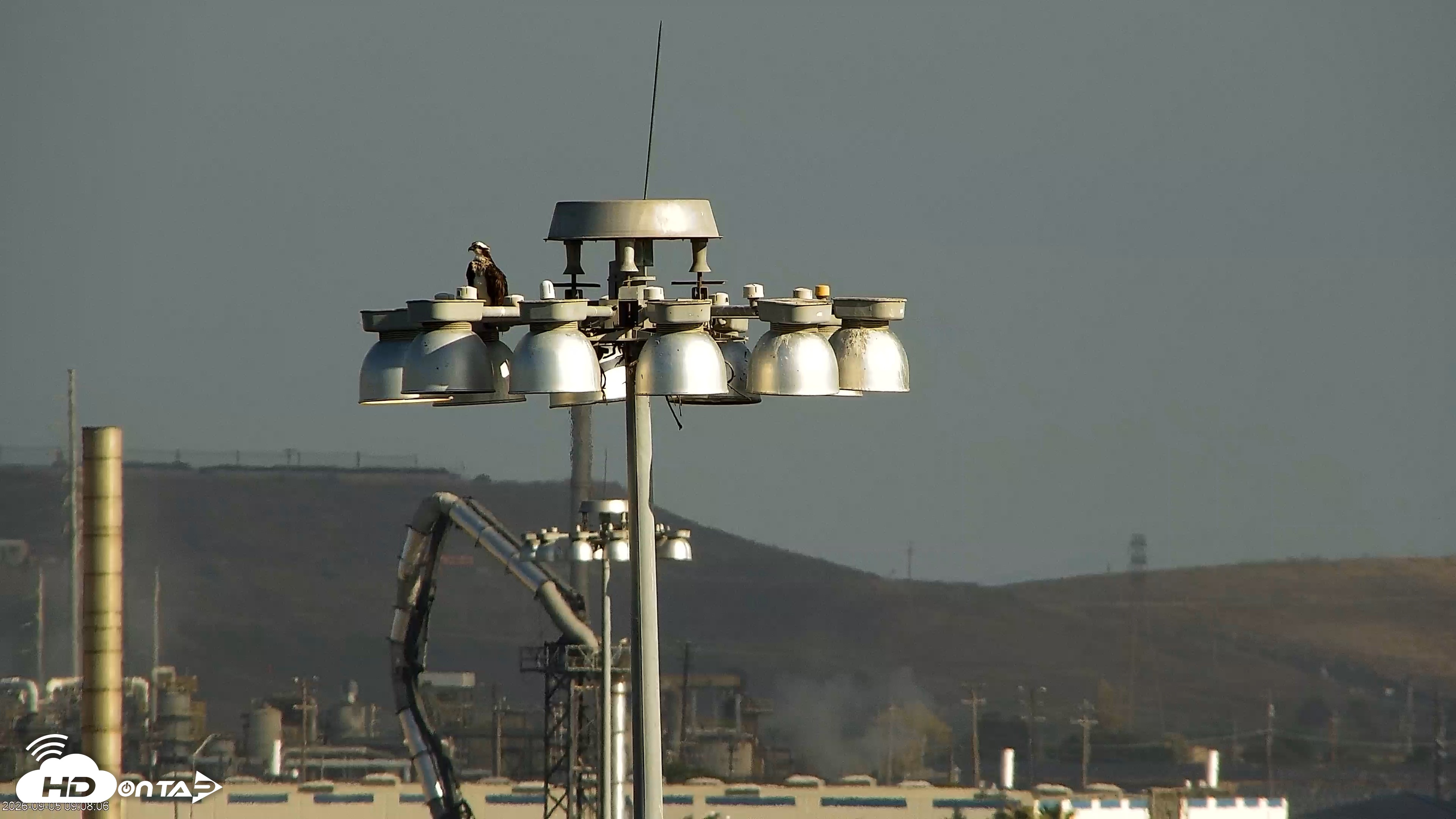 Snapshot of San Francisco Bay Osprey Nest Live Webcam taken Sep 5, 2026, 9:08am PDT