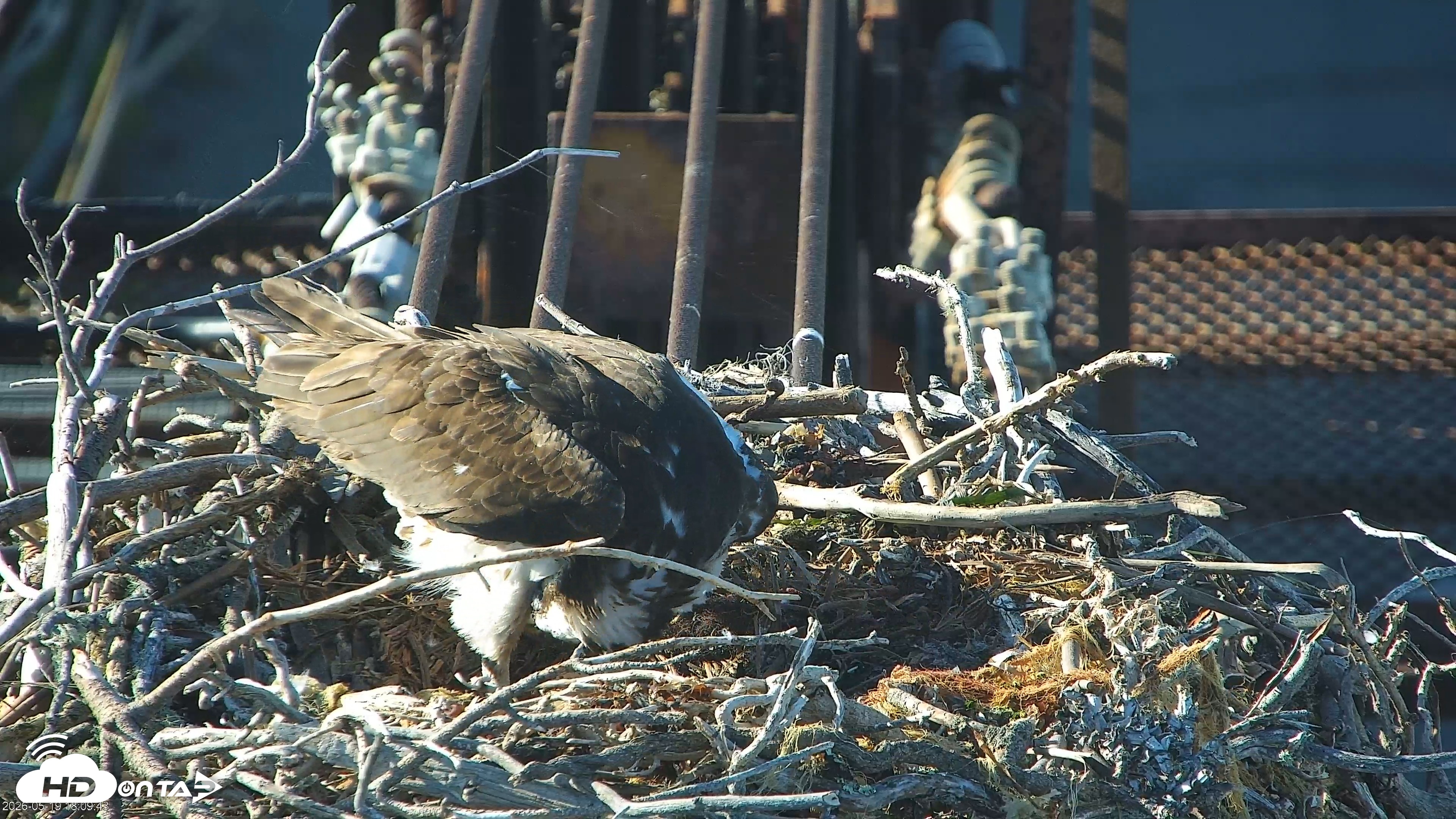 Snapshot of San Francisco Bay Osprey Nest Live Webcam taken May 19, 2026, 6:10pm PDT