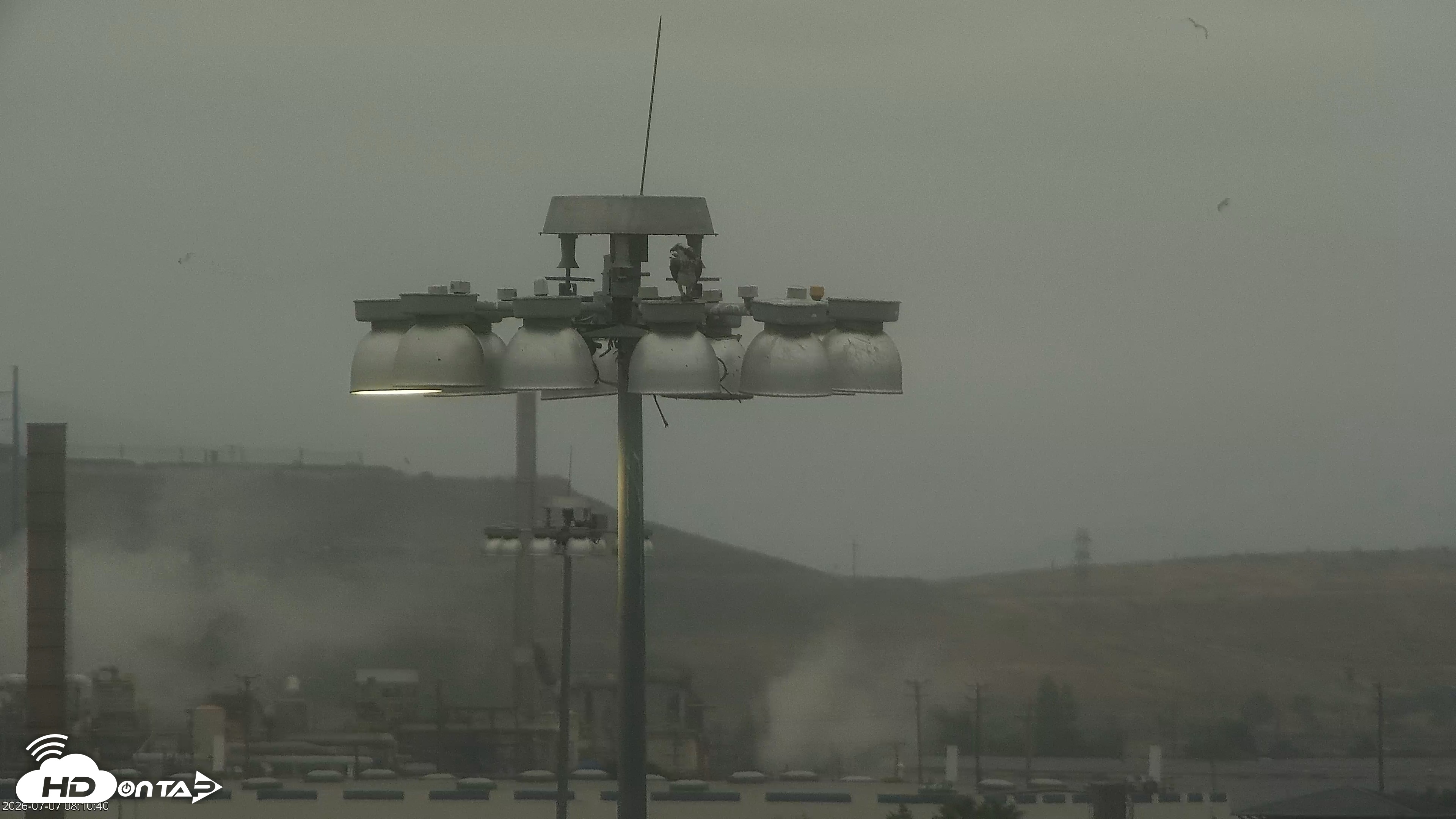 Snapshot of San Francisco Bay Osprey Nest Live Webcam taken Jul 7, 2026, 8:11am PDT