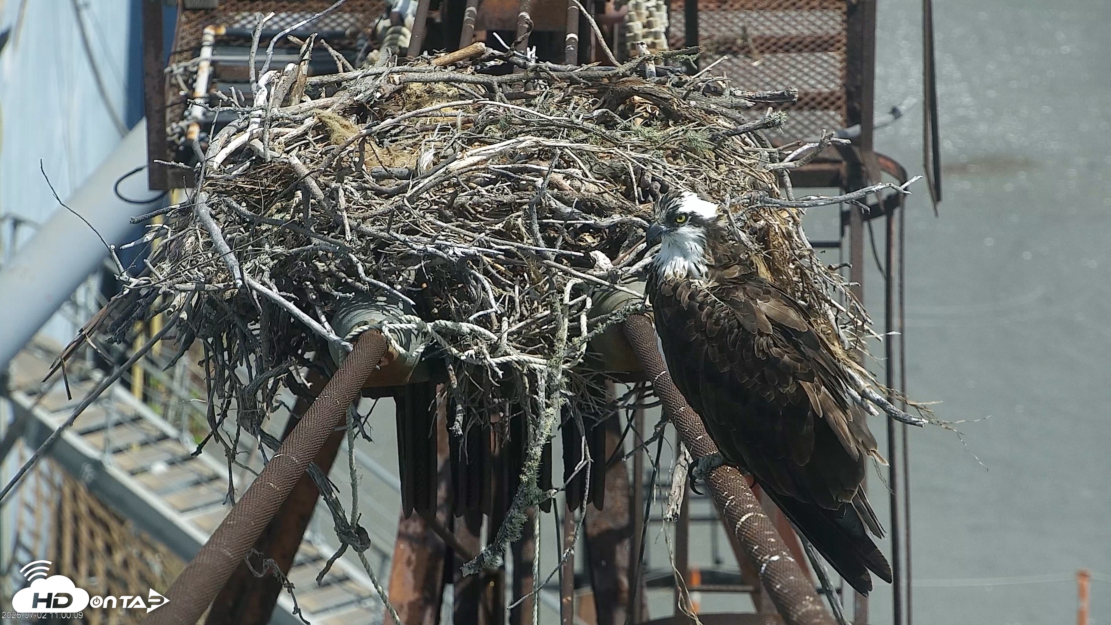 Snapshot of San Francisco Bay Osprey Nest Live Webcam taken Jul 2, 2026, 11:01am PDT