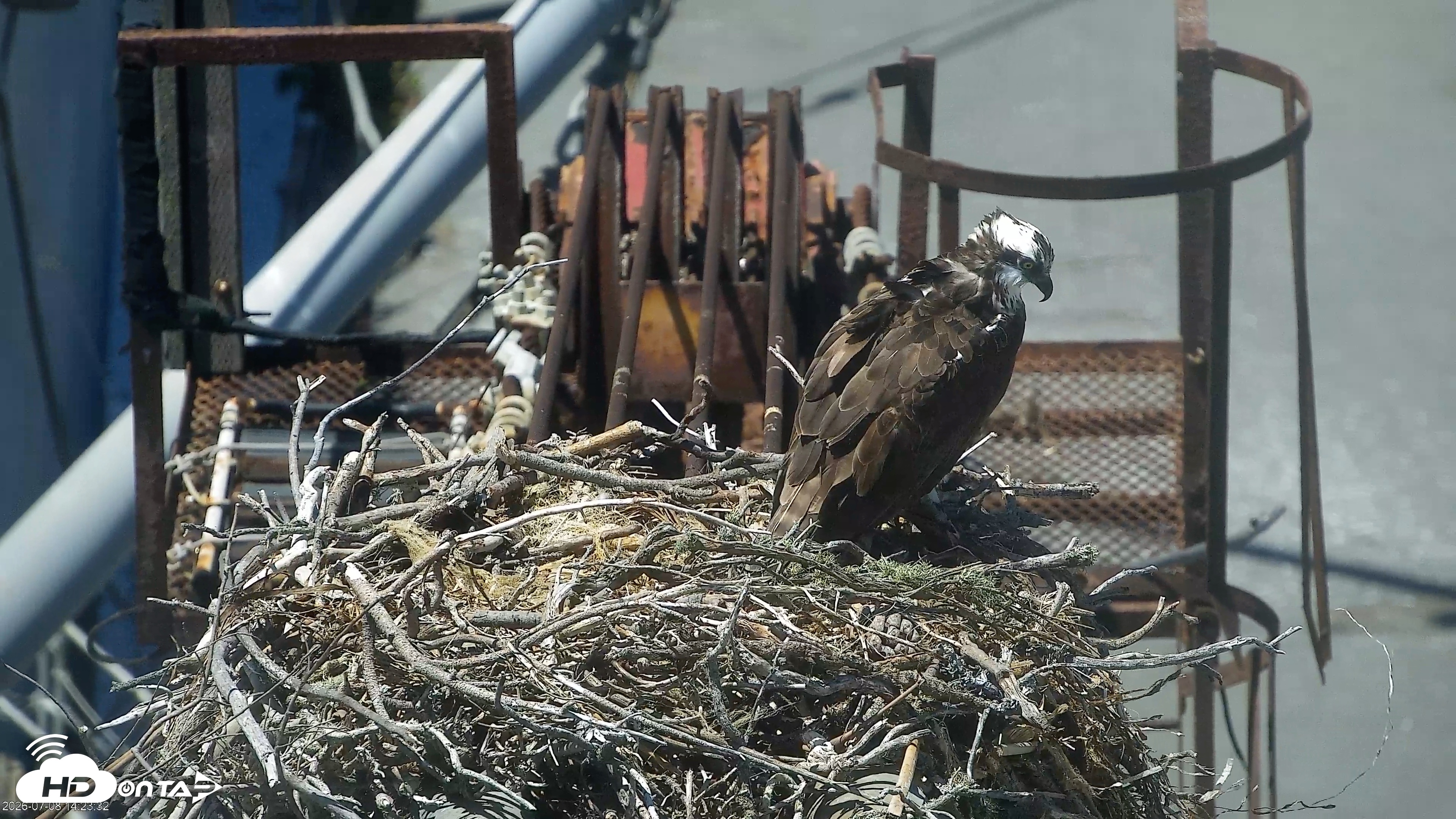 Snapshot of San Francisco Bay Osprey Nest Live Webcam taken Jul 8, 2026, 2:24pm PDT
