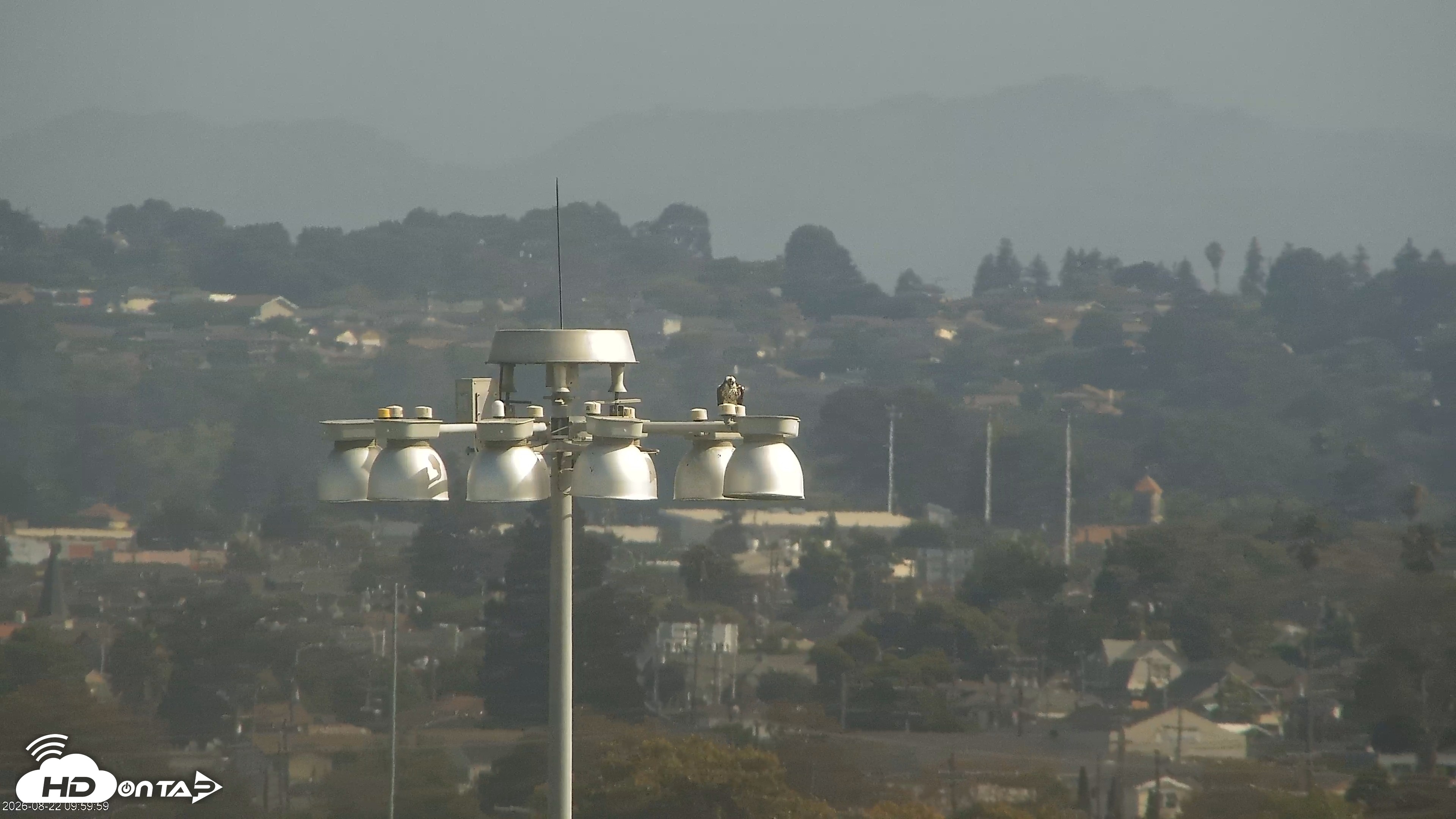 Snapshot of San Francisco Bay Osprey Nest Live Webcam taken Aug 22, 2026, 10:04am PDT