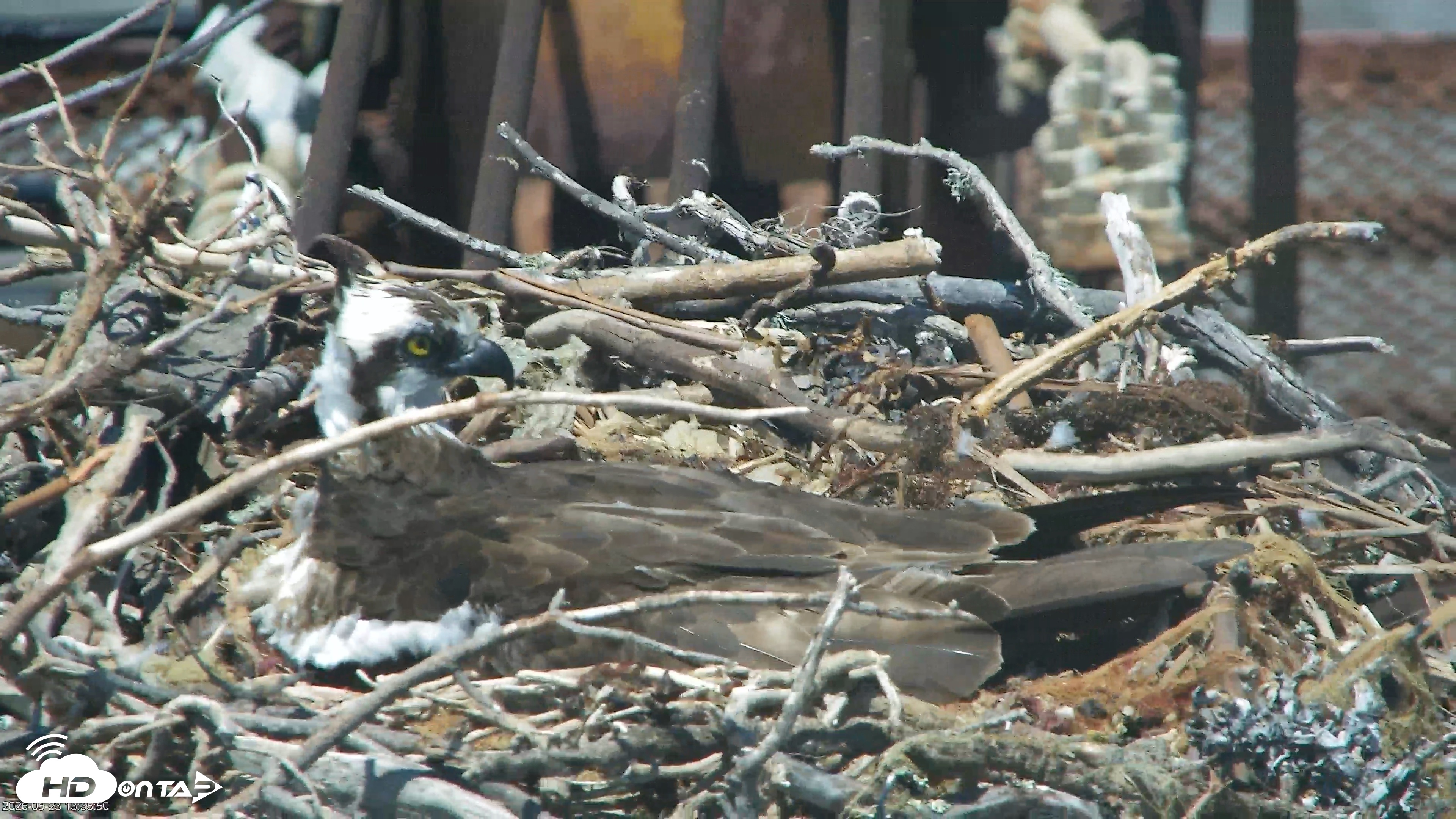 Snapshot of San Francisco Bay Osprey Nest Live Webcam taken May 23, 2026, 1:36pm PDT
