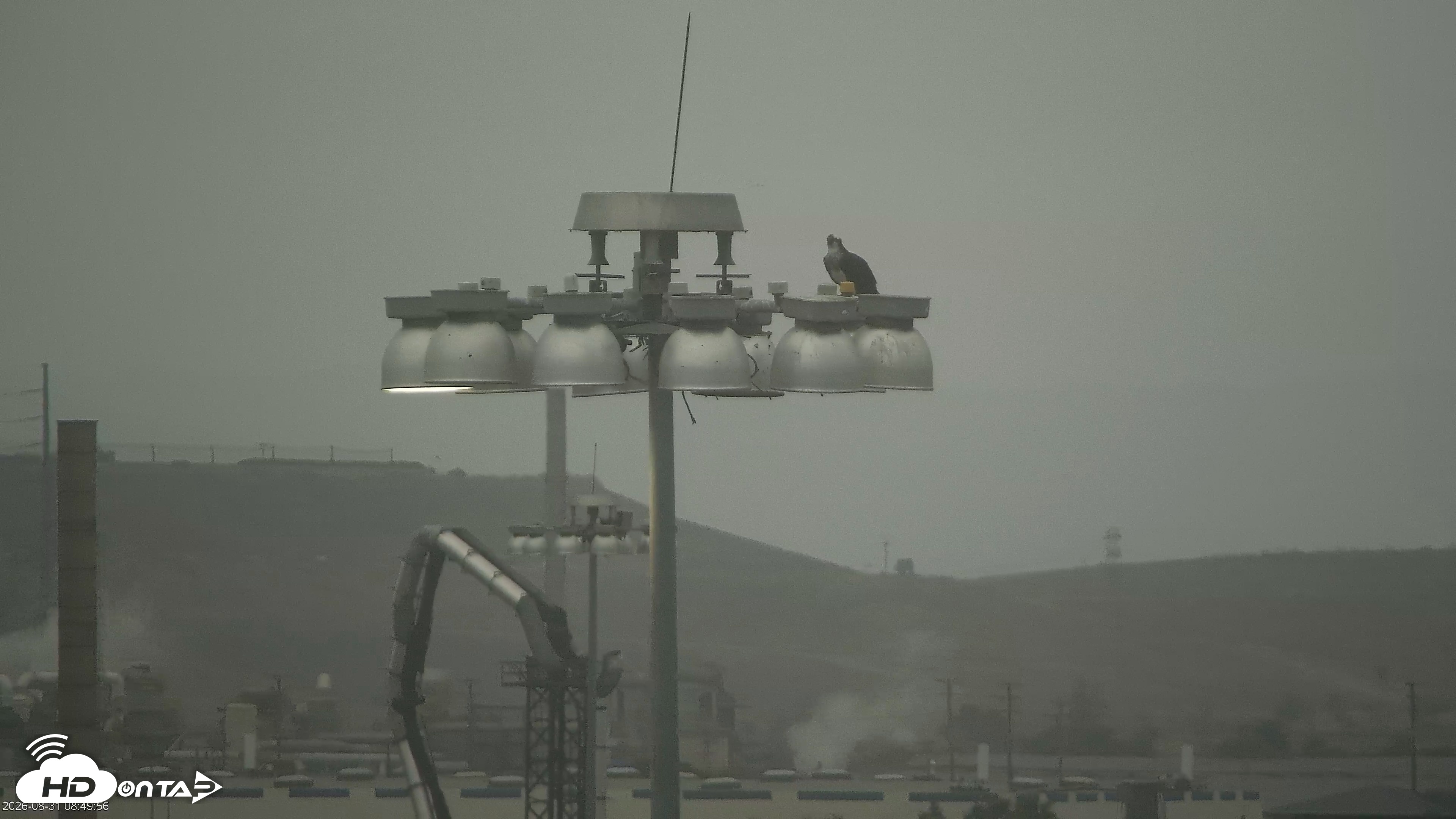 Snapshot of San Francisco Bay Osprey Nest Live Webcam taken Aug 31, 2026, 8:52am PDT