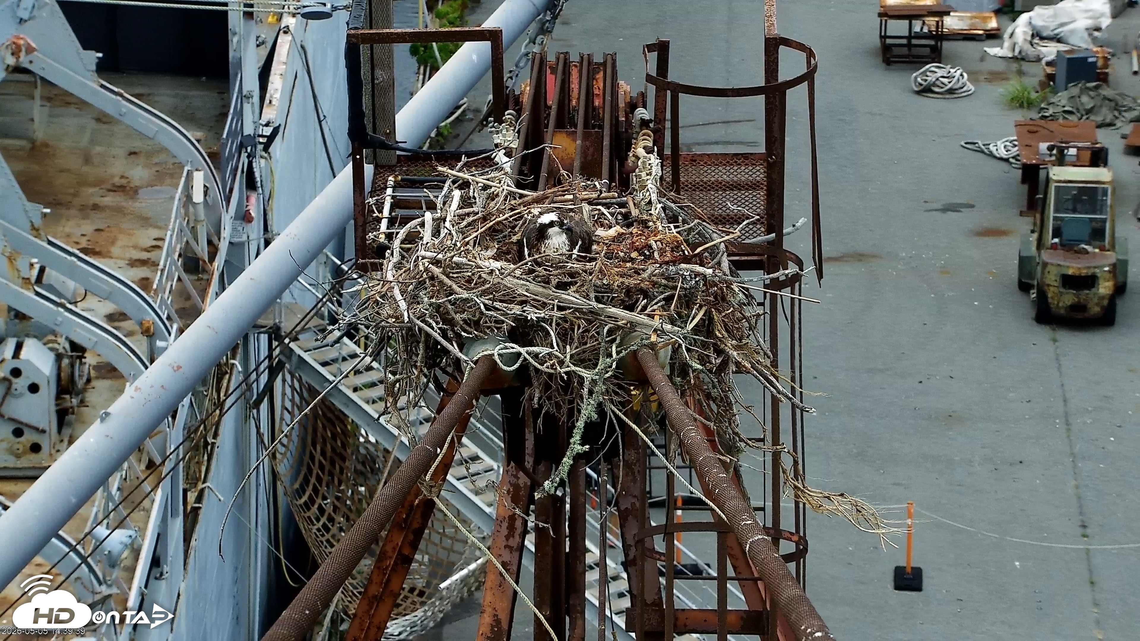 Snapshot of San Francisco Bay Osprey Nest Live Webcam taken May 5, 2026, 2:41pm PDT