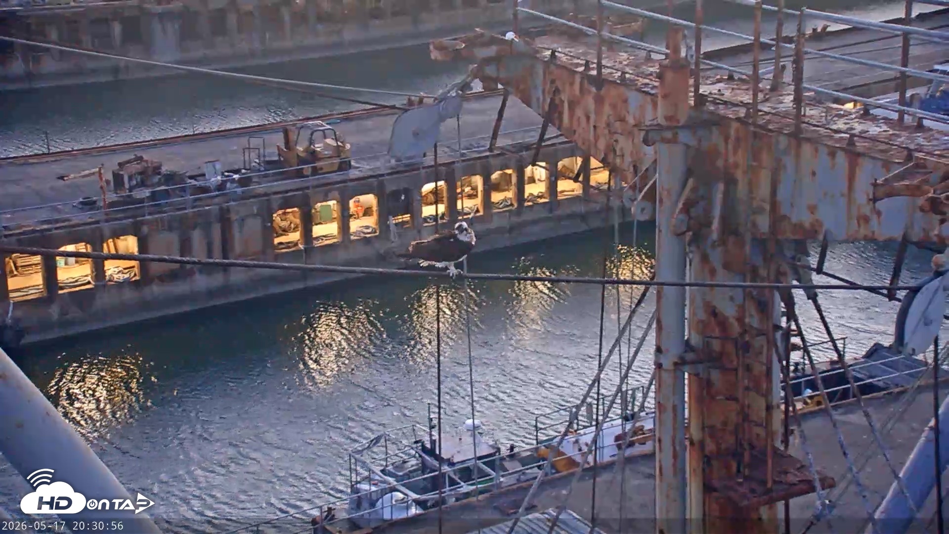 Snapshot of San Francisco Bay Osprey Nest Live Webcam taken May 17, 2026, 8:31pm PDT