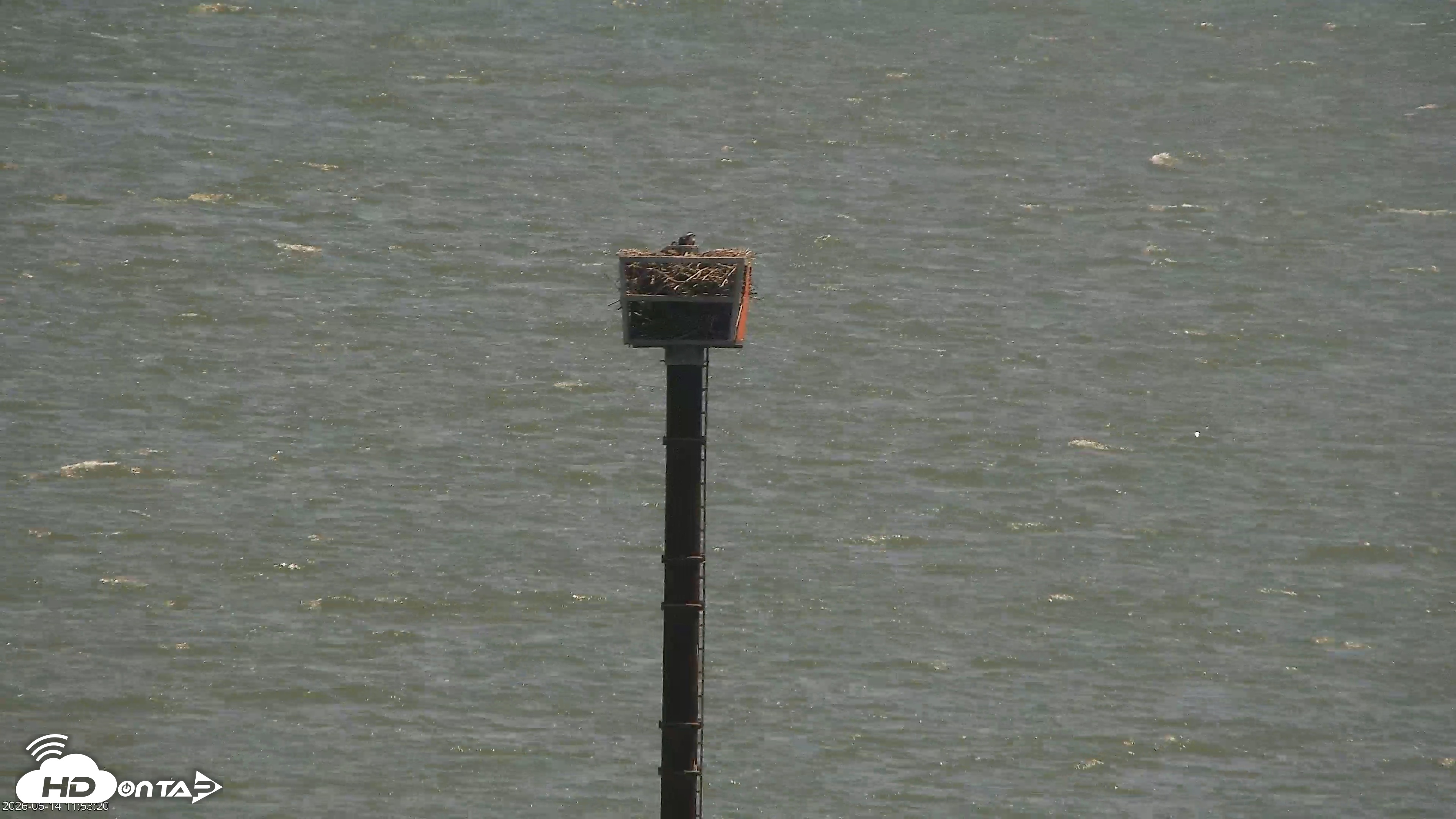 Snapshot of San Francisco Bay Osprey Nest Live Webcam taken Jun 14, 2026, 11:54am PDT