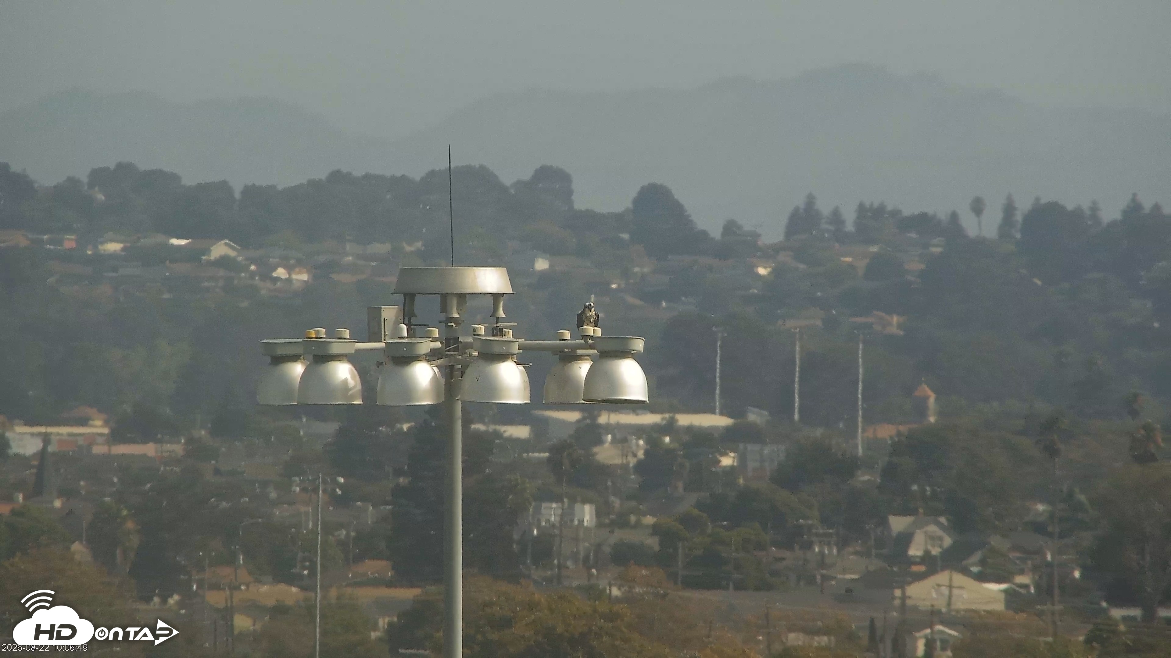 Snapshot of San Francisco Bay Osprey Nest Live Webcam taken Aug 22, 2026, 10:07am PDT