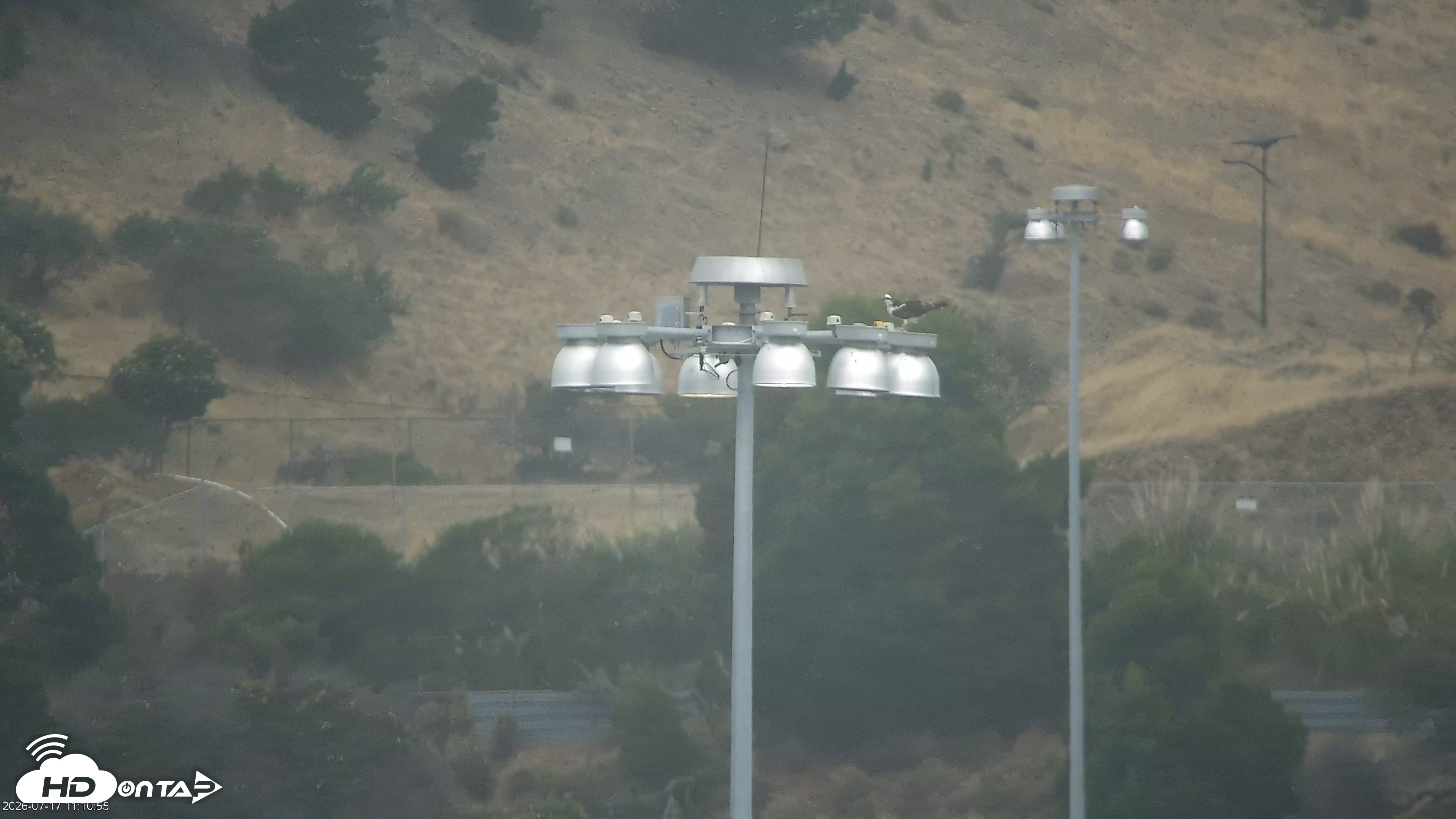 Snapshot of San Francisco Bay Osprey Nest Live Webcam taken Jul 17, 2026, 11:13am PDT