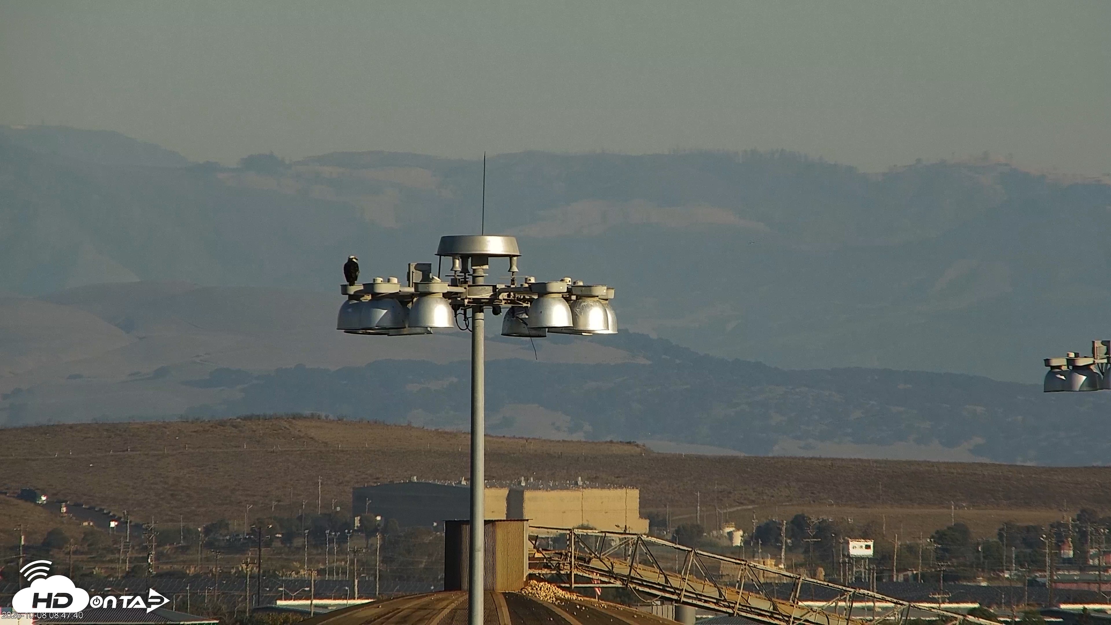 Snapshot of San Francisco Bay Osprey Nest Live Webcam taken Oct 8, 2026, 8:48am PDT