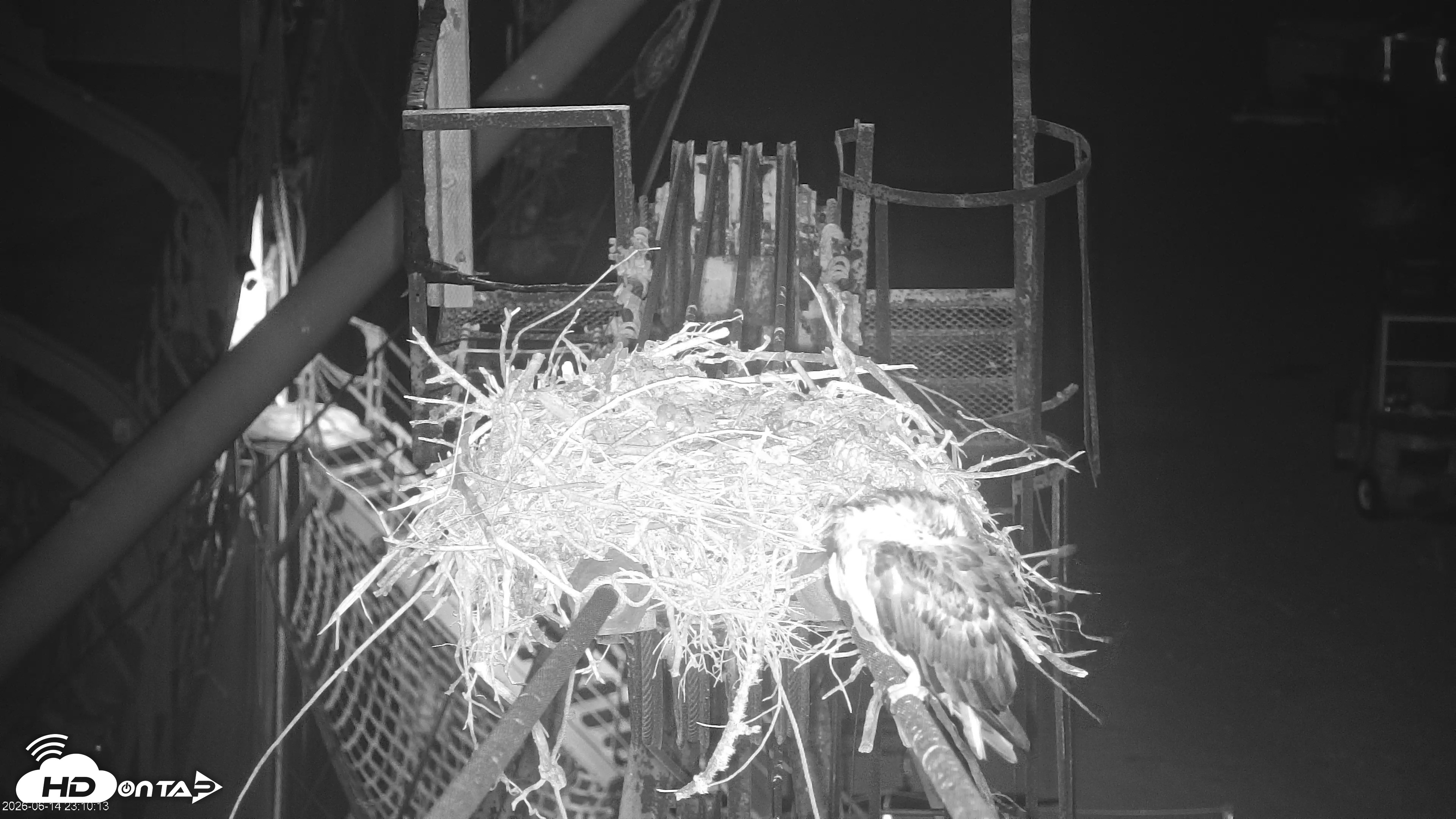 Snapshot of San Francisco Bay Osprey Nest Live Webcam taken Jun 14, 2026, 11:15pm PDT