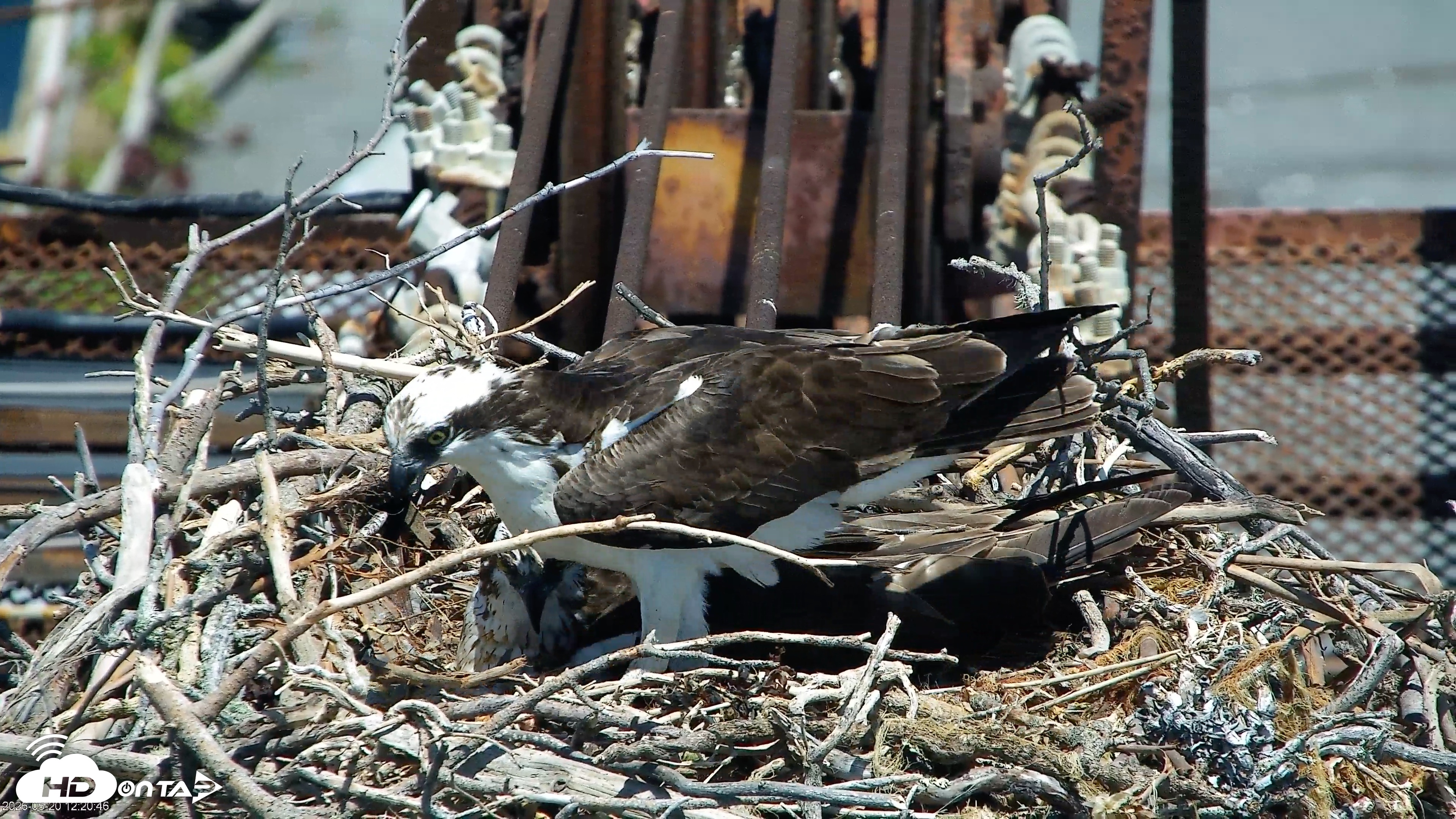 Snapshot of San Francisco Bay Osprey Nest Live Webcam taken May 20, 2026, 12:21pm PDT