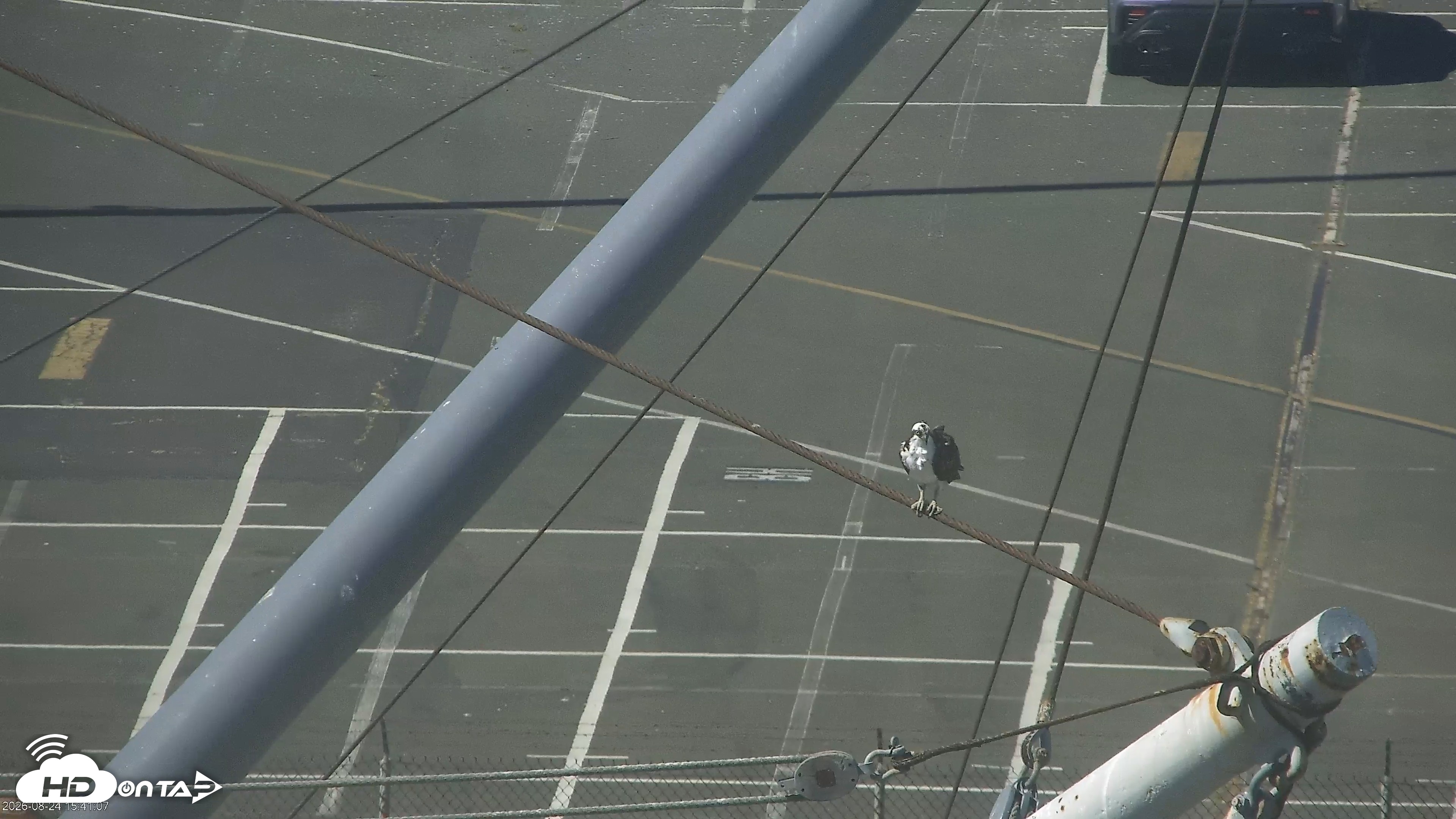 Snapshot of San Francisco Bay Osprey Nest Live Webcam taken Aug 24, 2026, 3:43pm PDT
