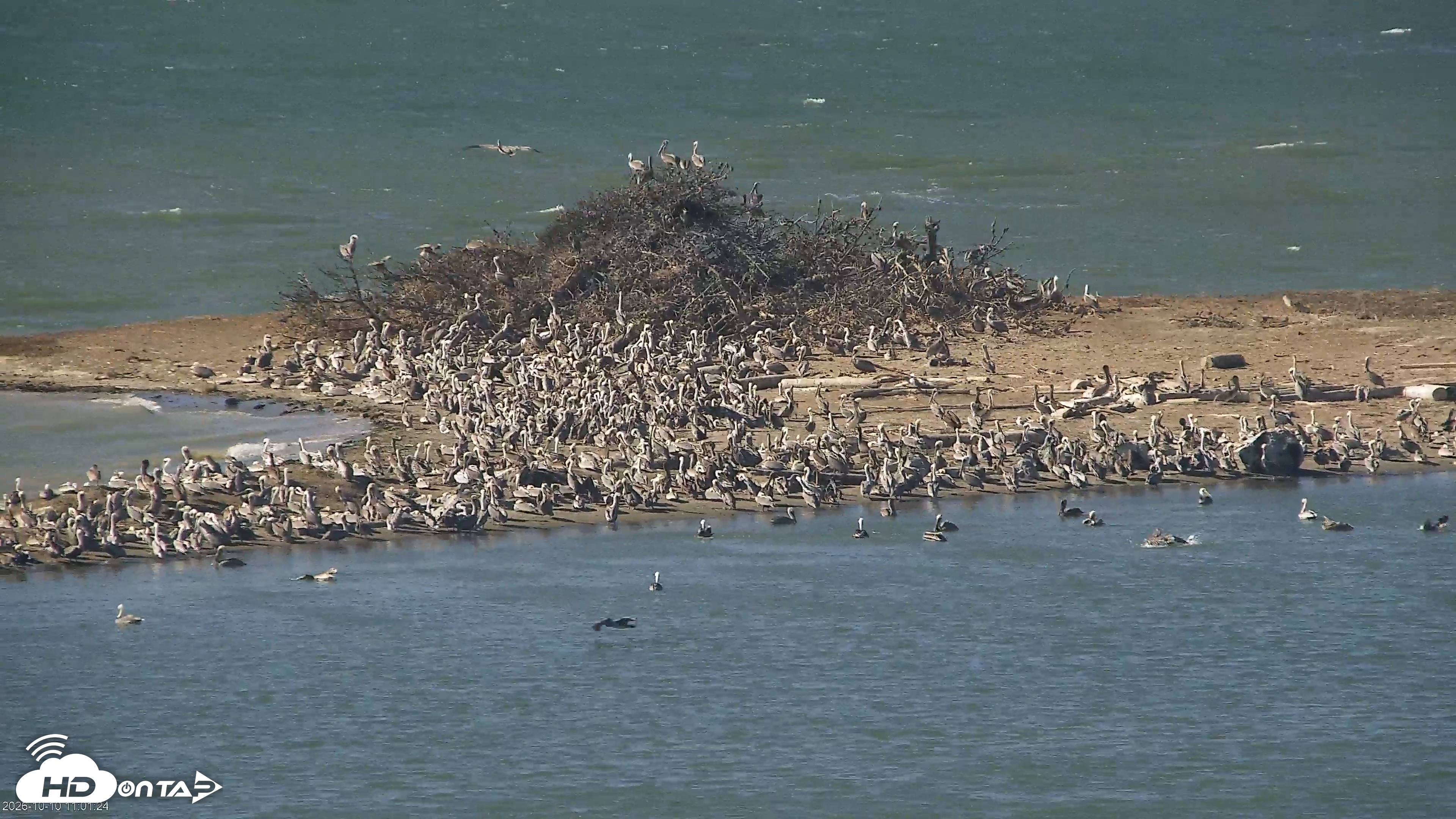 Snapshot of San Francisco Bay Osprey Nest Live Webcam taken Oct 10, 2026, 11:03am PDT