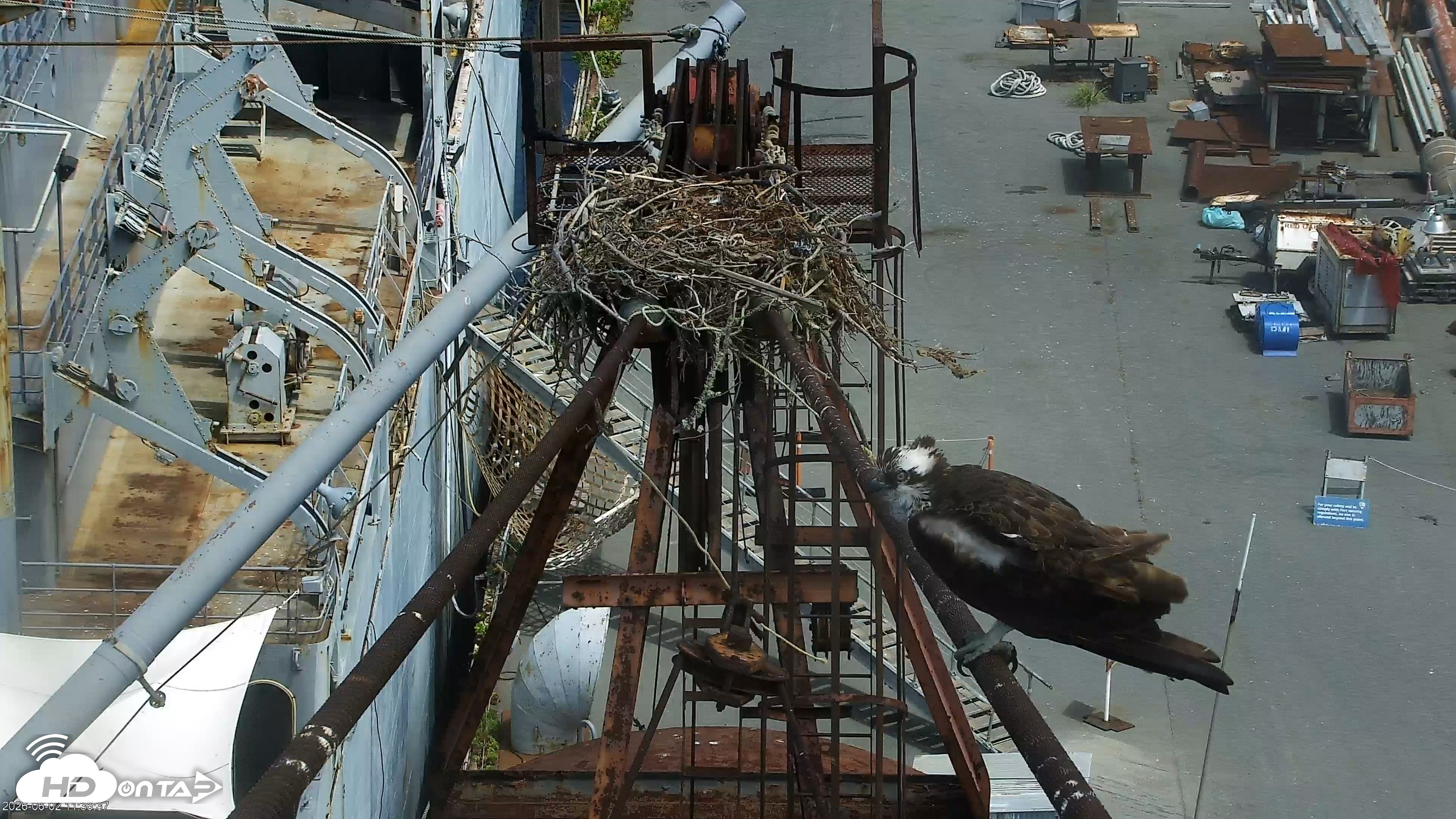 Snapshot of San Francisco Bay Osprey Nest Live Webcam taken Jun 2, 2026, 11:39am PDT