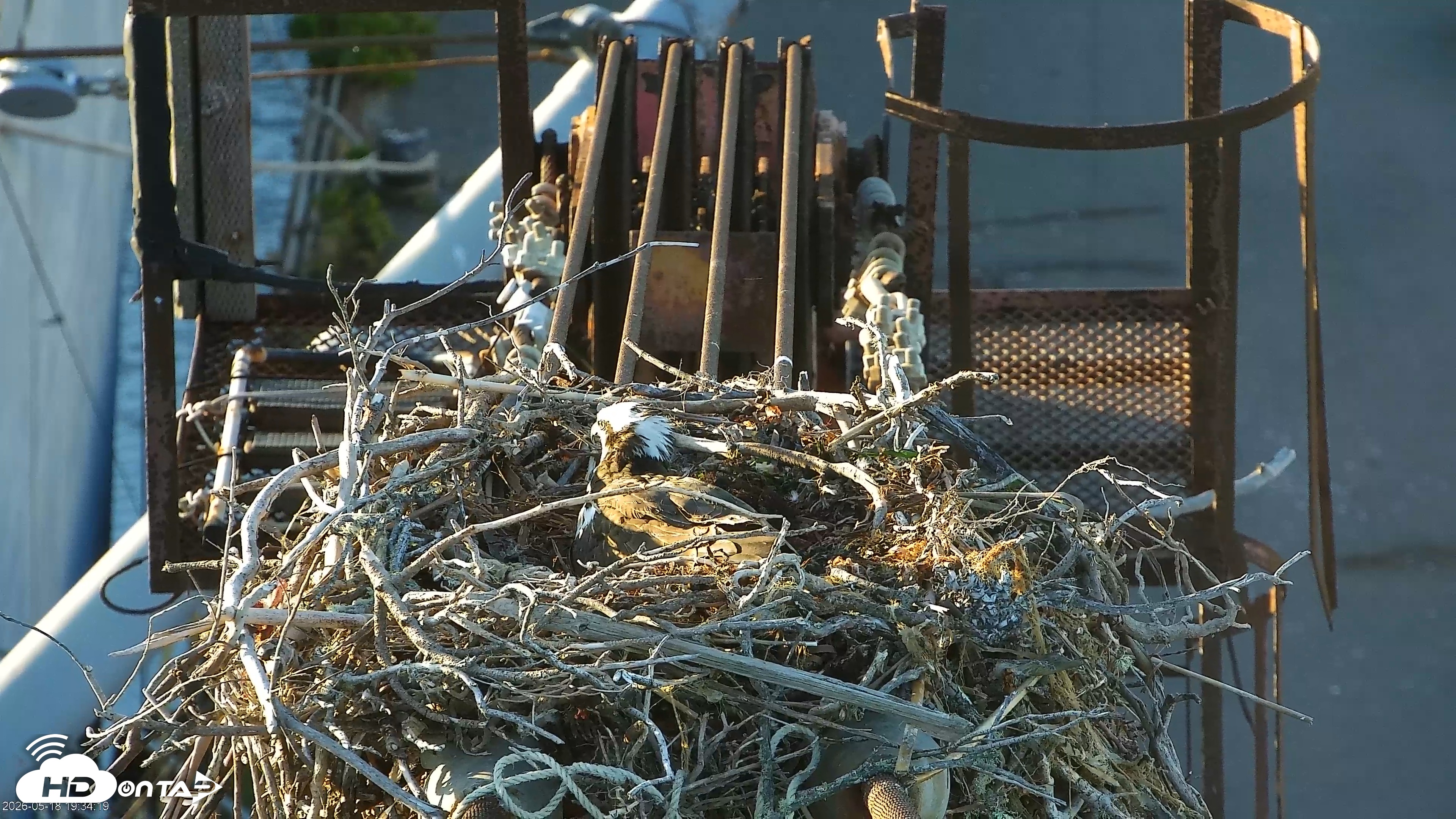 Snapshot of San Francisco Bay Osprey Nest Live Webcam taken May 18, 2026, 7:35pm PDT