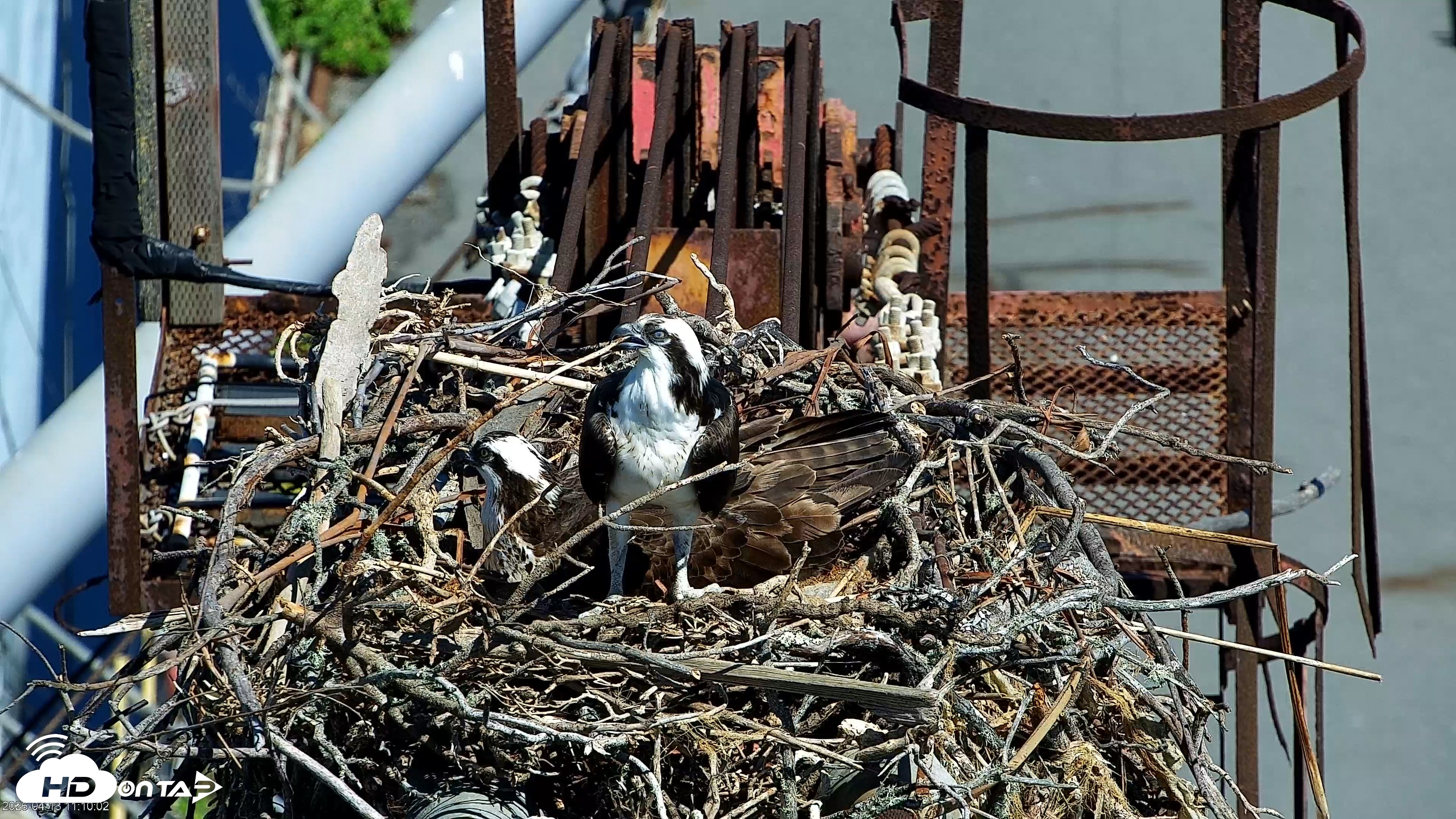 Snapshot of San Francisco Bay Osprey Nest Live Webcam taken Apr 13, 2026, 11:12am PDT