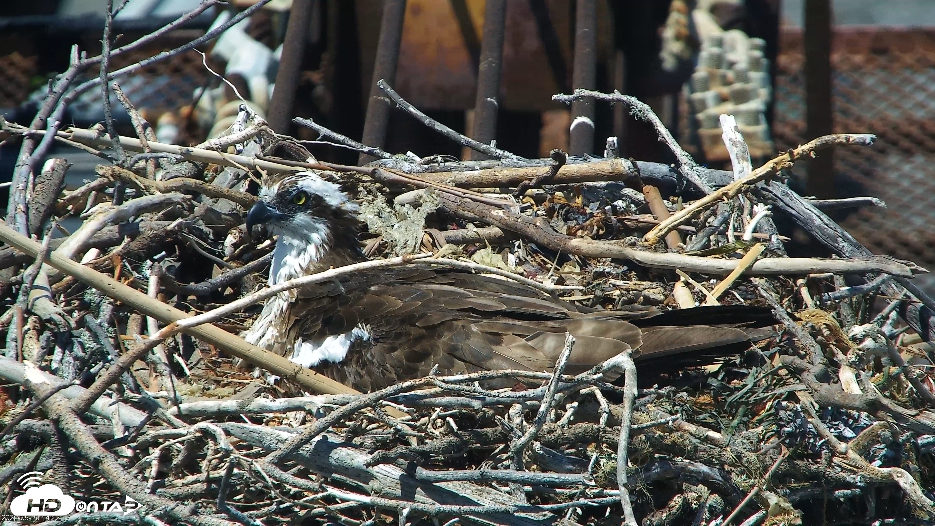 Snapshot of San Francisco Bay Osprey Nest Live Webcam taken May 26, 2026, 2:13pm PDT