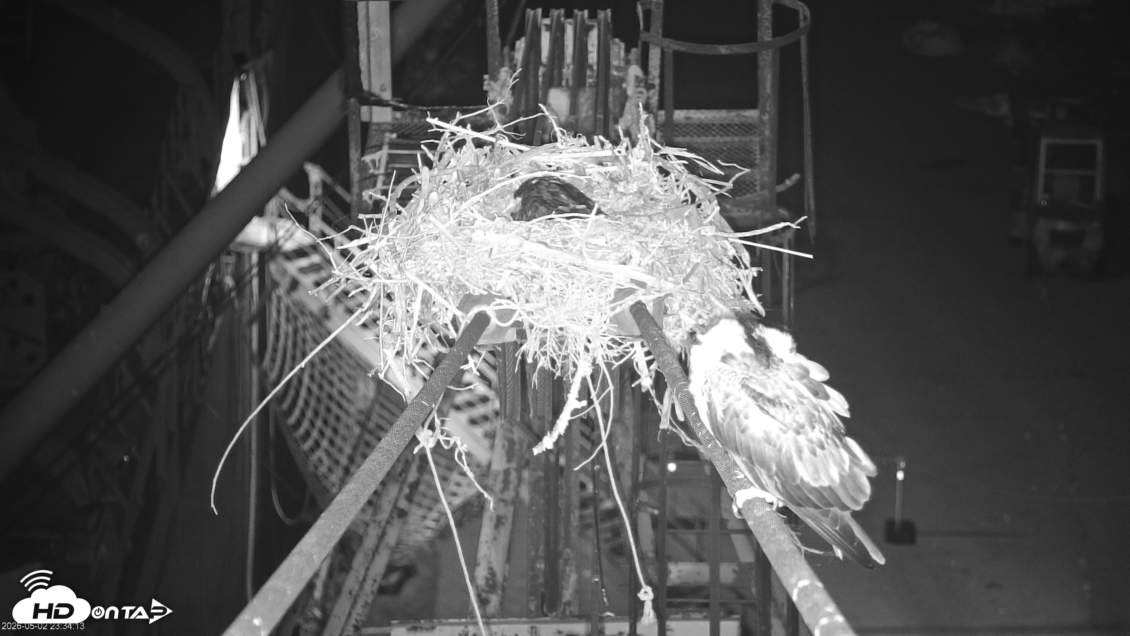Snapshot of San Francisco Bay Osprey Nest Live Webcam taken May 2, 2026, 11:37pm PDT