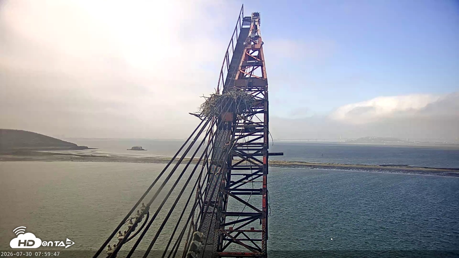 Snapshot of San Francisco Bay Osprey Nest Live Webcam taken Jul 30, 2026, 8:01am PDT