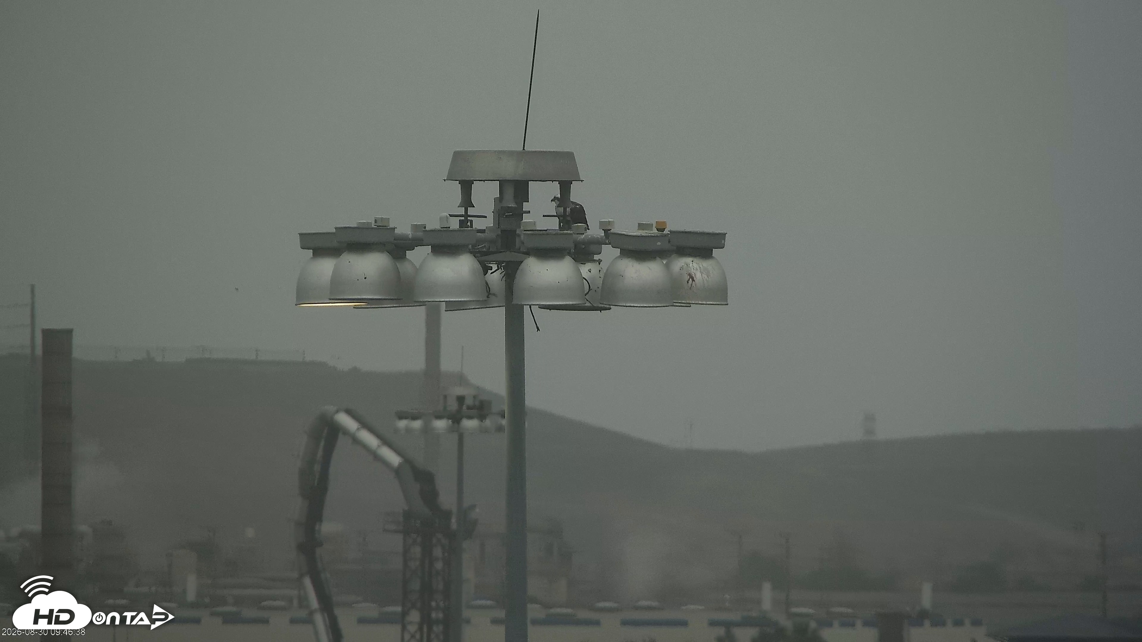 Snapshot of San Francisco Bay Osprey Nest Live Webcam taken Aug 30, 2026, 9:48am PDT
