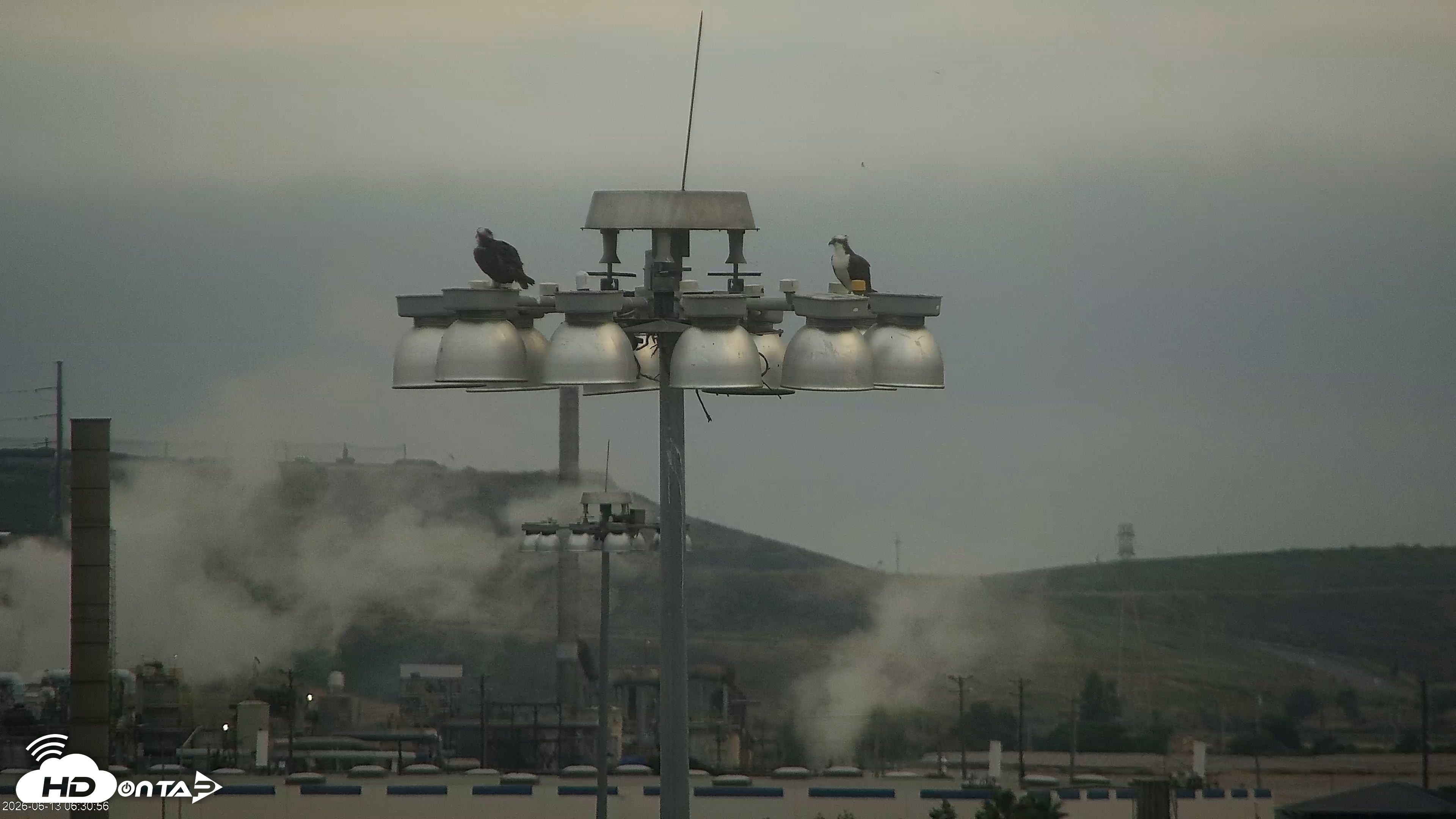 Snapshot of San Francisco Bay Osprey Nest Live Webcam taken Jun 13, 2026, 6:31am PDT